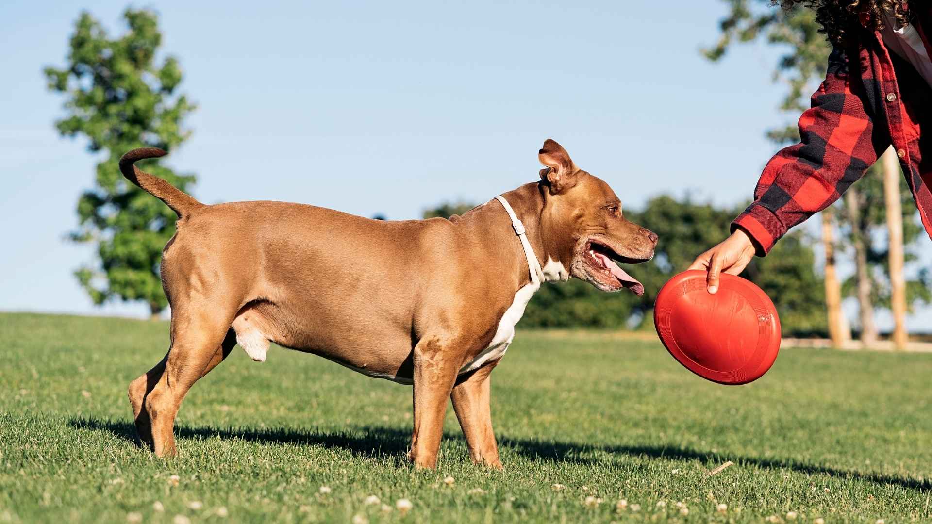 9 Friendly Sporting Dog Breeds: Happy, Loyal, and Fun