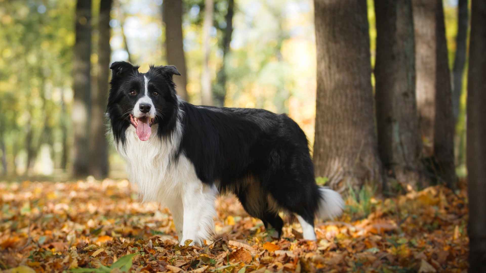 9 Full-Grown Medium Dog Breeds: Perfect Balance of Size and Personality