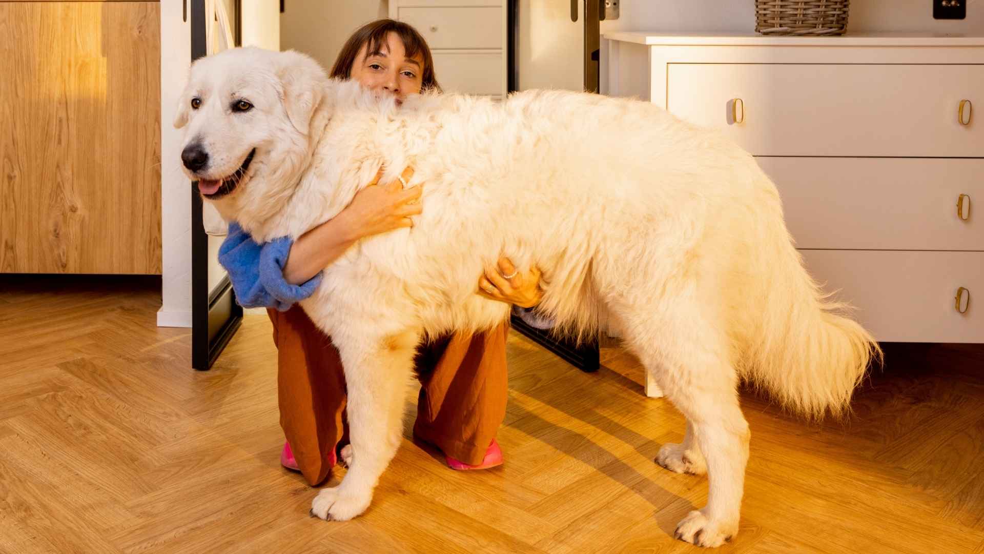9 Giant Dog Breeds: Big Dogs, Bigger Bonds!