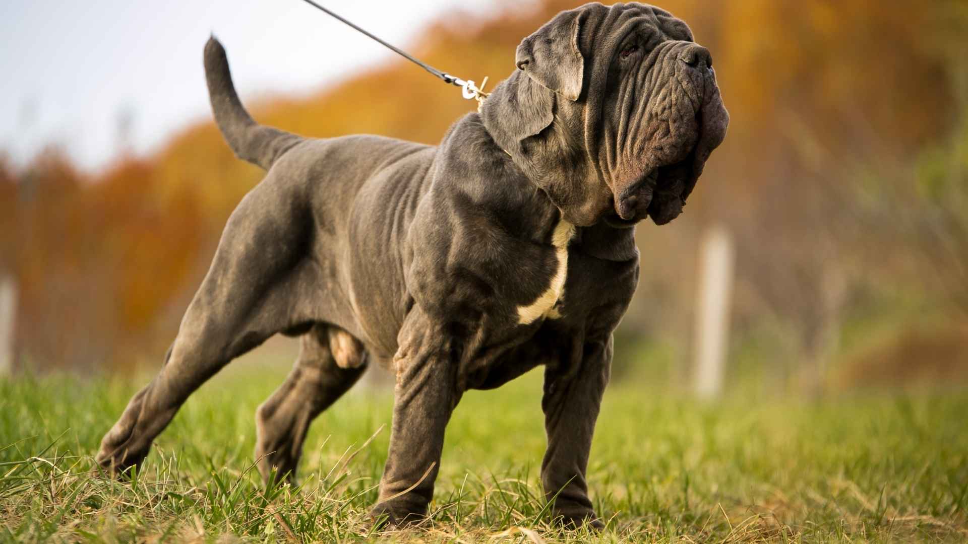 9 Giant Dog Breeds That Are Big in Size and Heart