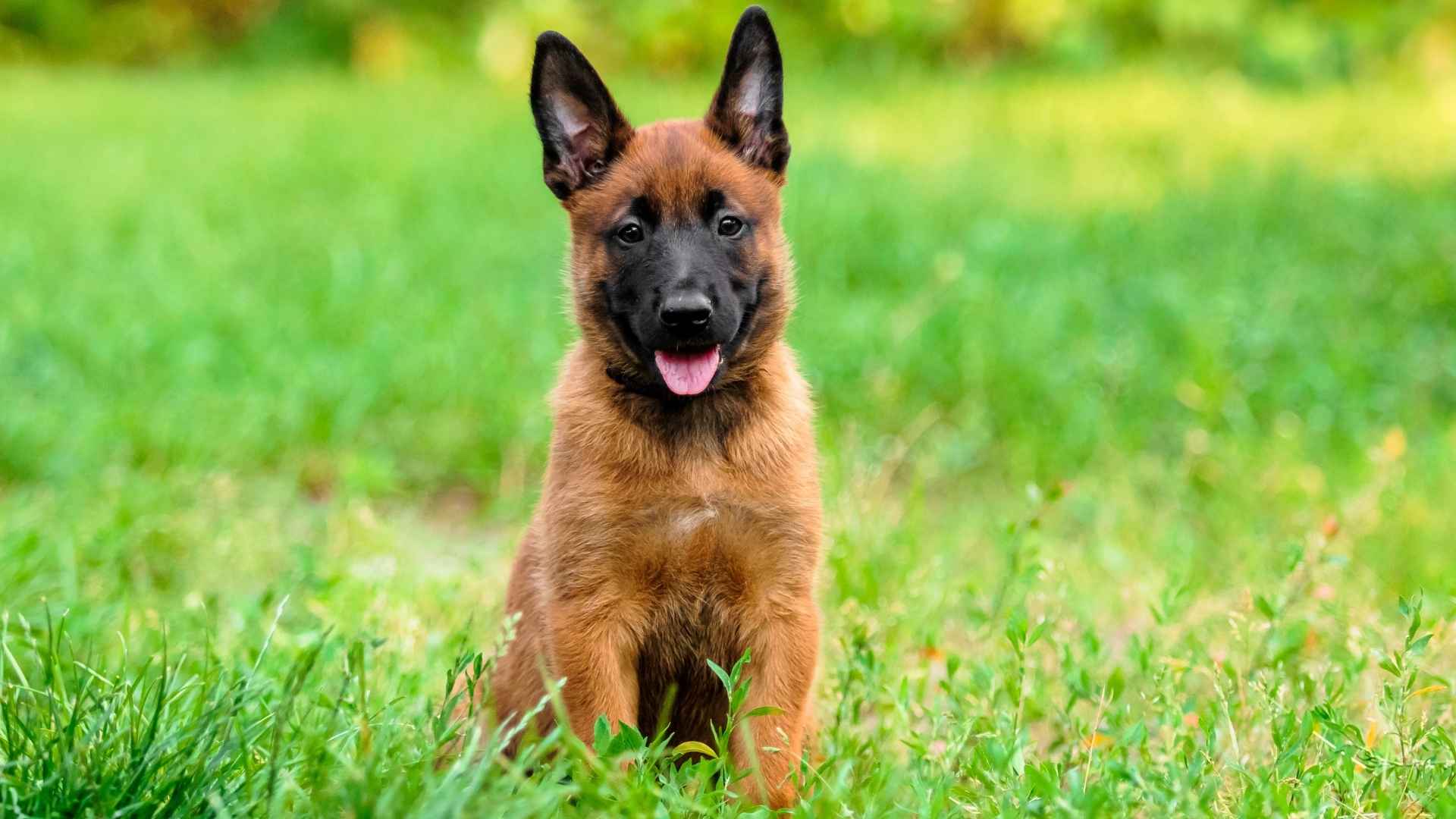9 Guard Puppy Breeds That Offer Loyalty and Protection