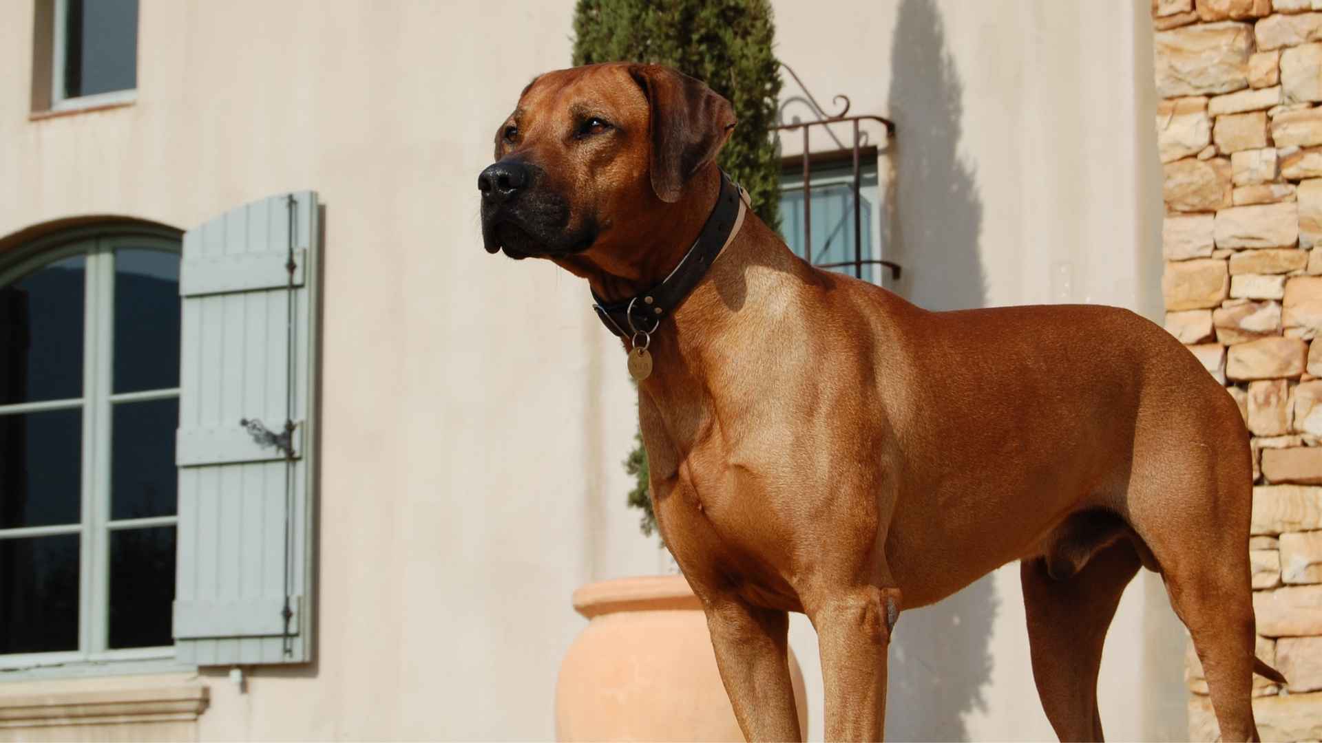 9 Guardian Dog Breeds for Home Protection
