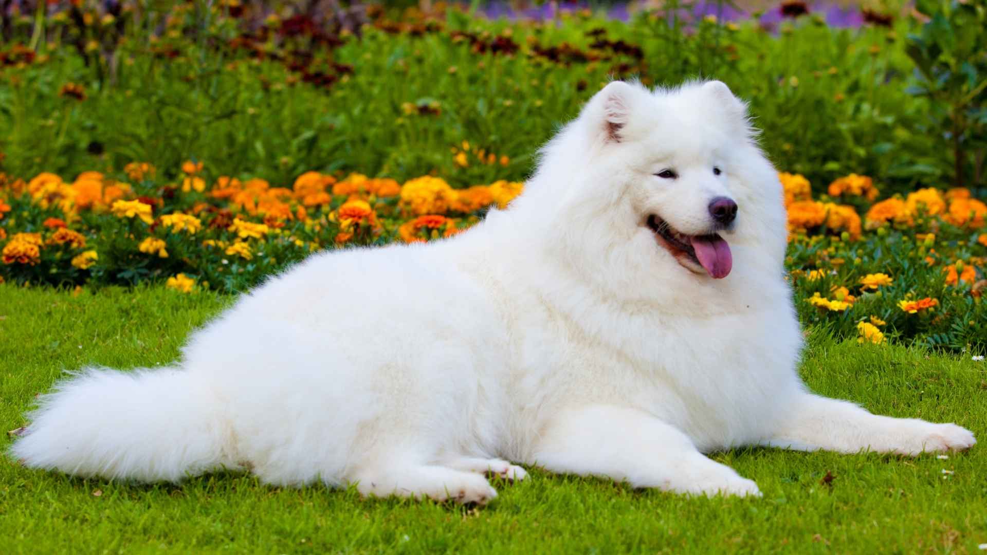 9 High-Cost Dog Breeds That Are Worth the Splurge