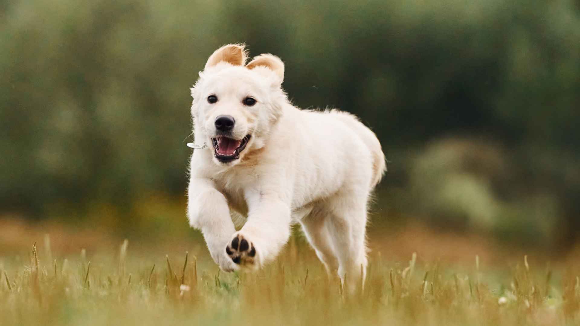 9 High-Energy Puppy Breeds That Never Stop: Ready, Set, Zoom!