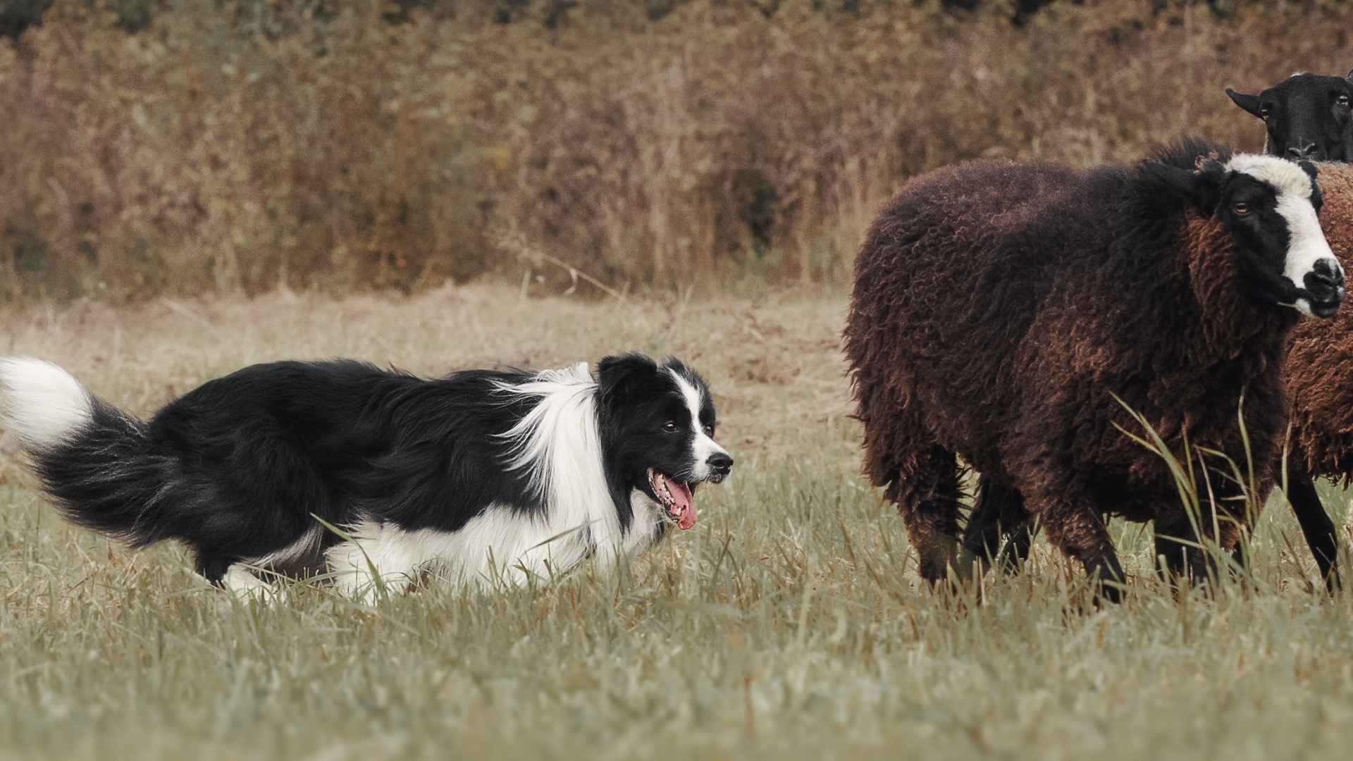 9 High-Energy Working Dog Breeds That Thrive with Purpose