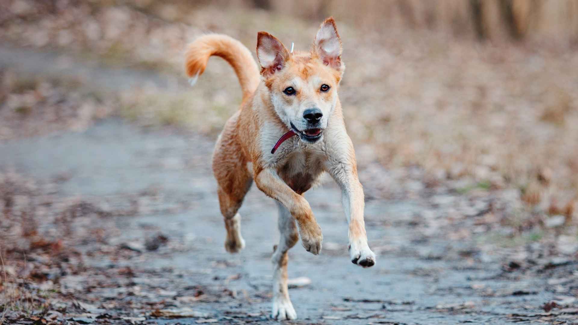 9 High-Speed Running Dog Breeds That Thrive on Speed