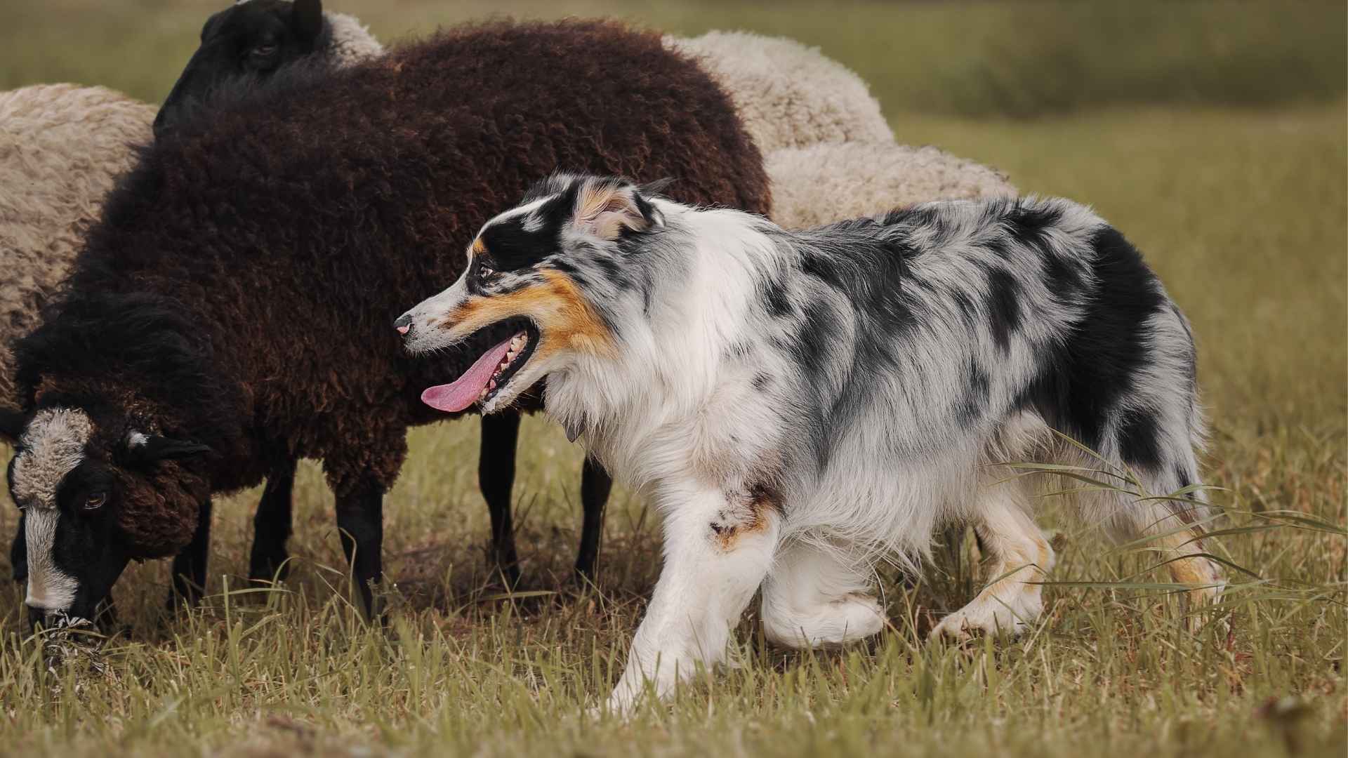 9 Highly Active Herding Dog Breeds for Energetic Owners