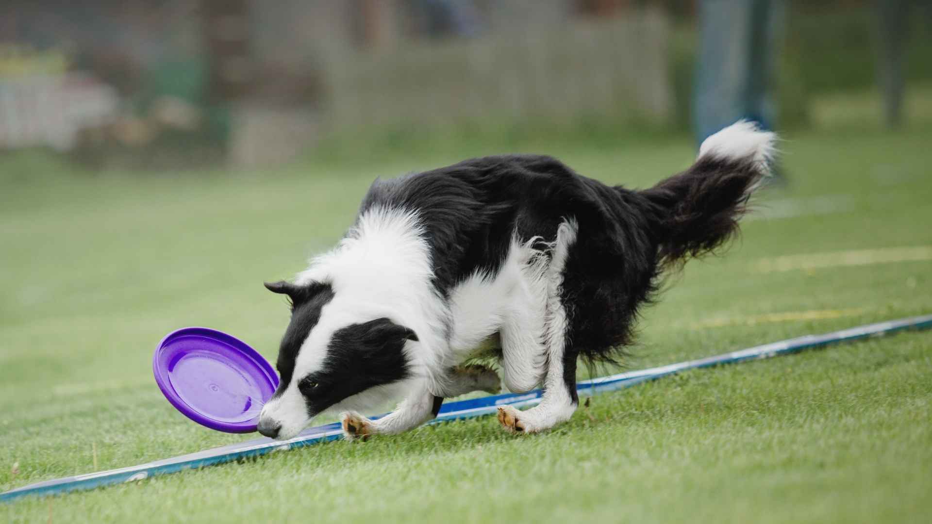 9 Highly Engaged Dog Breeds That Excel in Obedience and Focus
