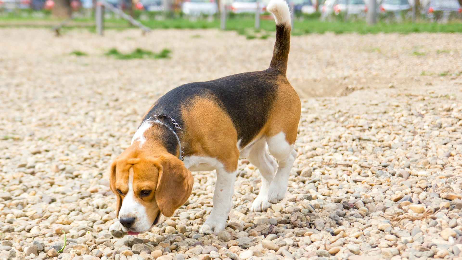 9 Highly Scent-Sensitive Dog Breeds: The Great Sniffers