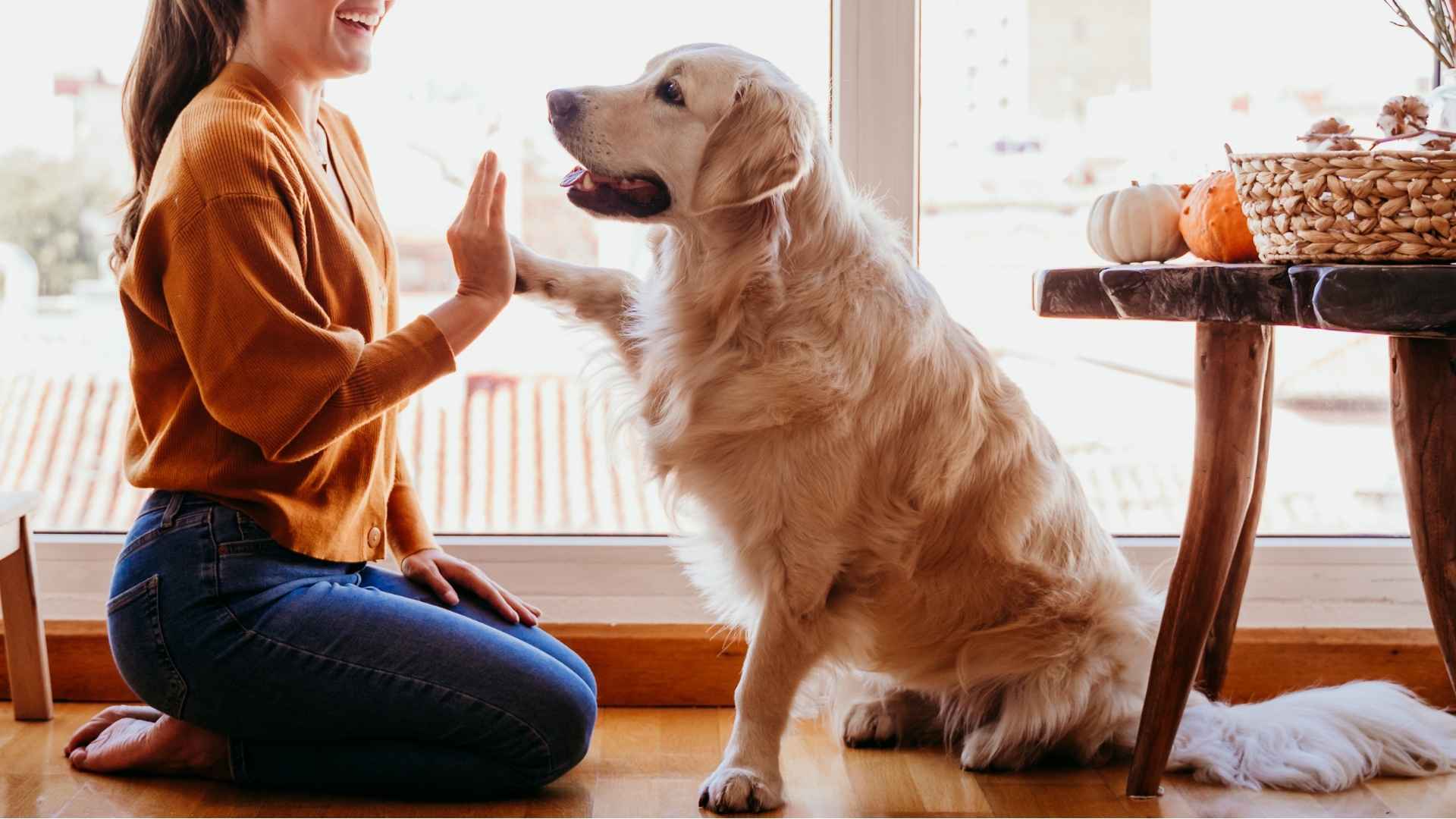 9 Highly Trainable Apartment Dog Breeds: Obedient & Adaptable