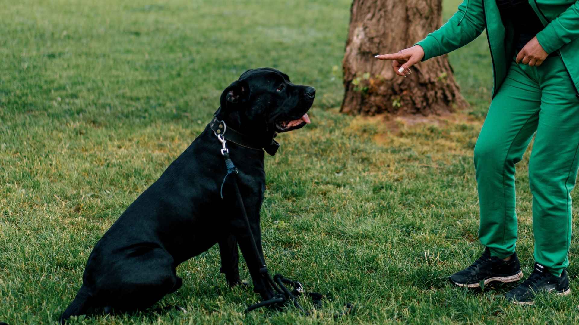 9 Highly Trainable Companion Dog Breeds That Are a Joy to Train