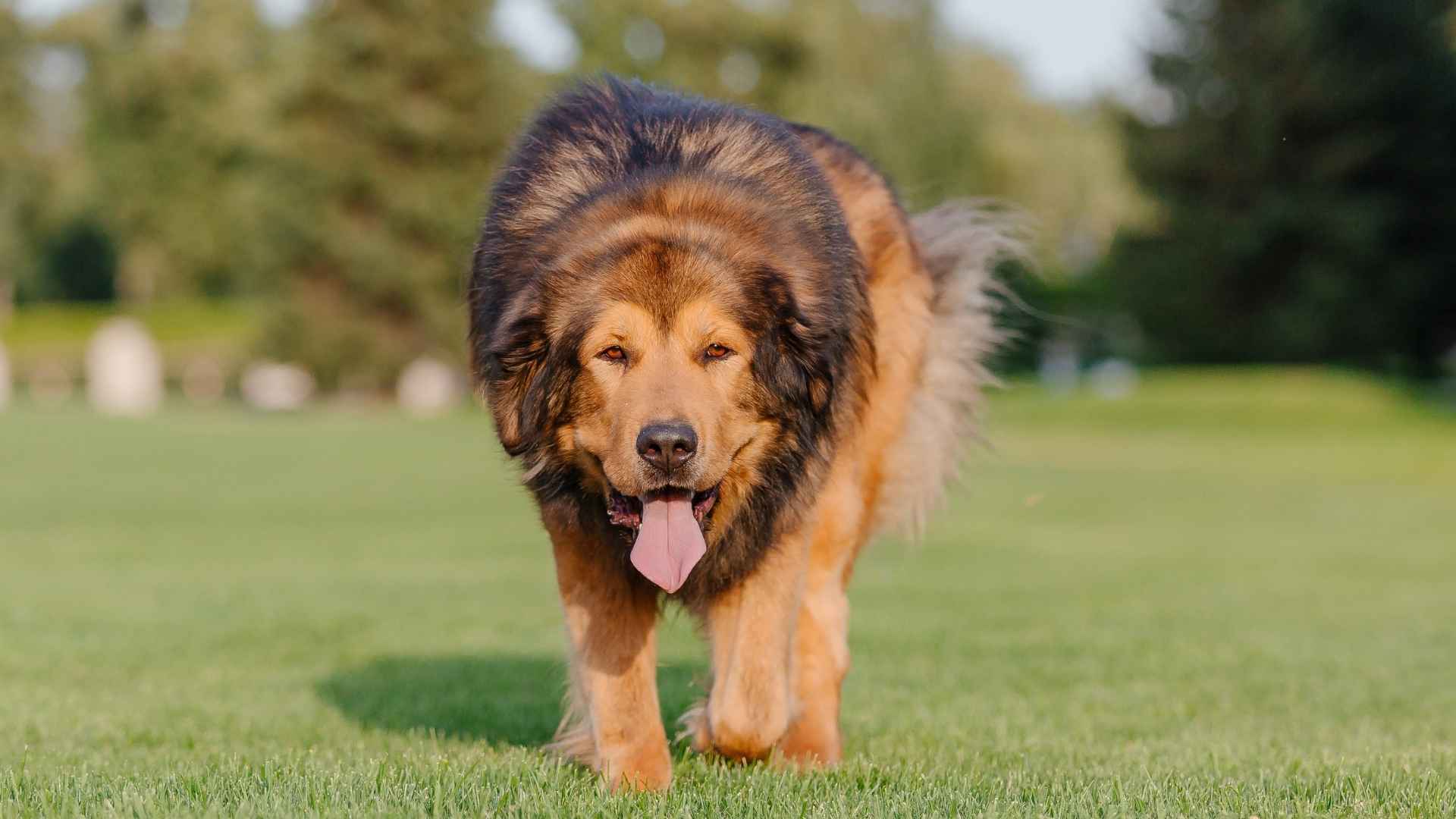 9 Huge Giant Dog Breeds That Make a Big Impression
