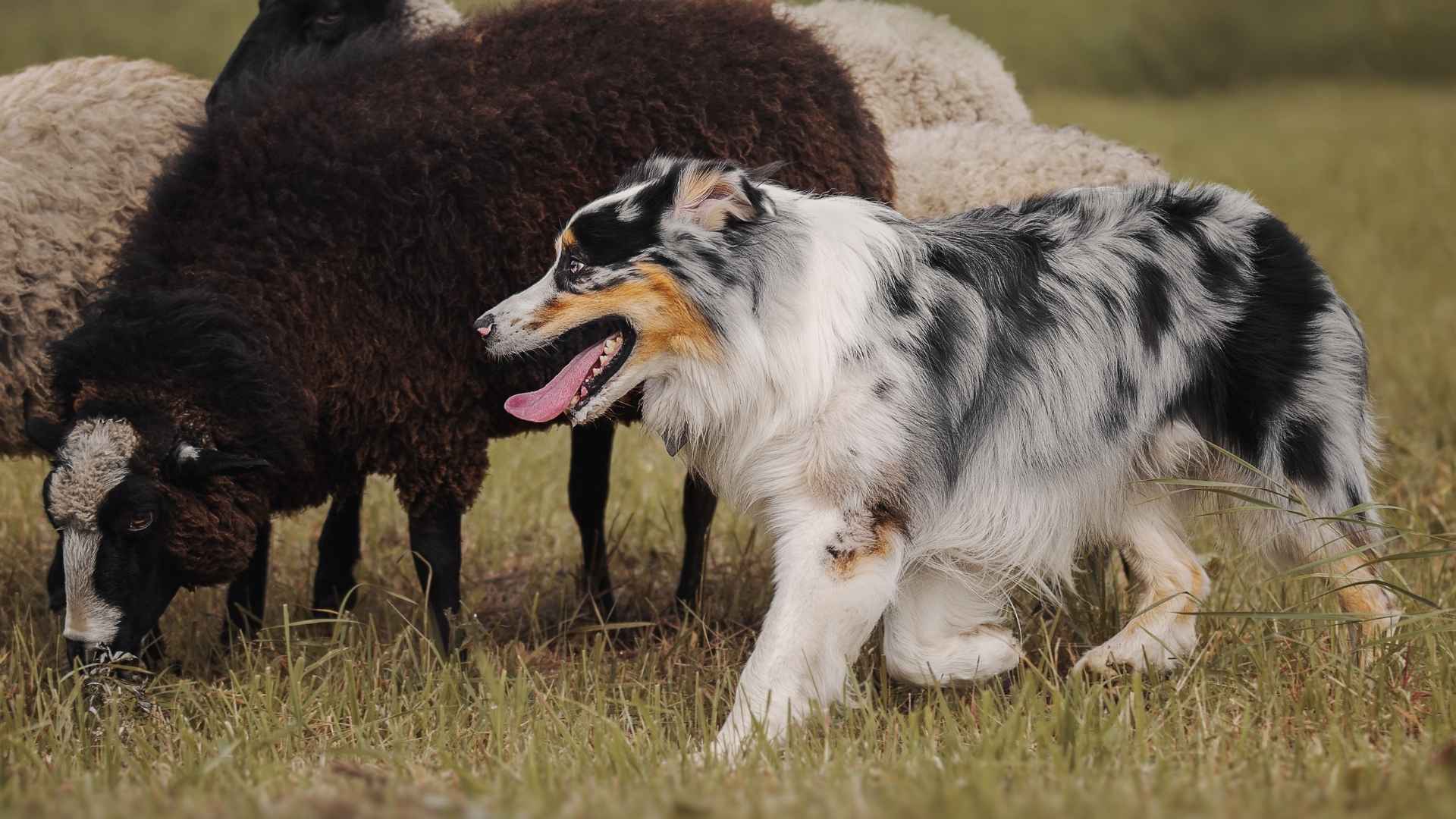 9 Hyperactive Working Dog Breeds With Endless Energy and Focus