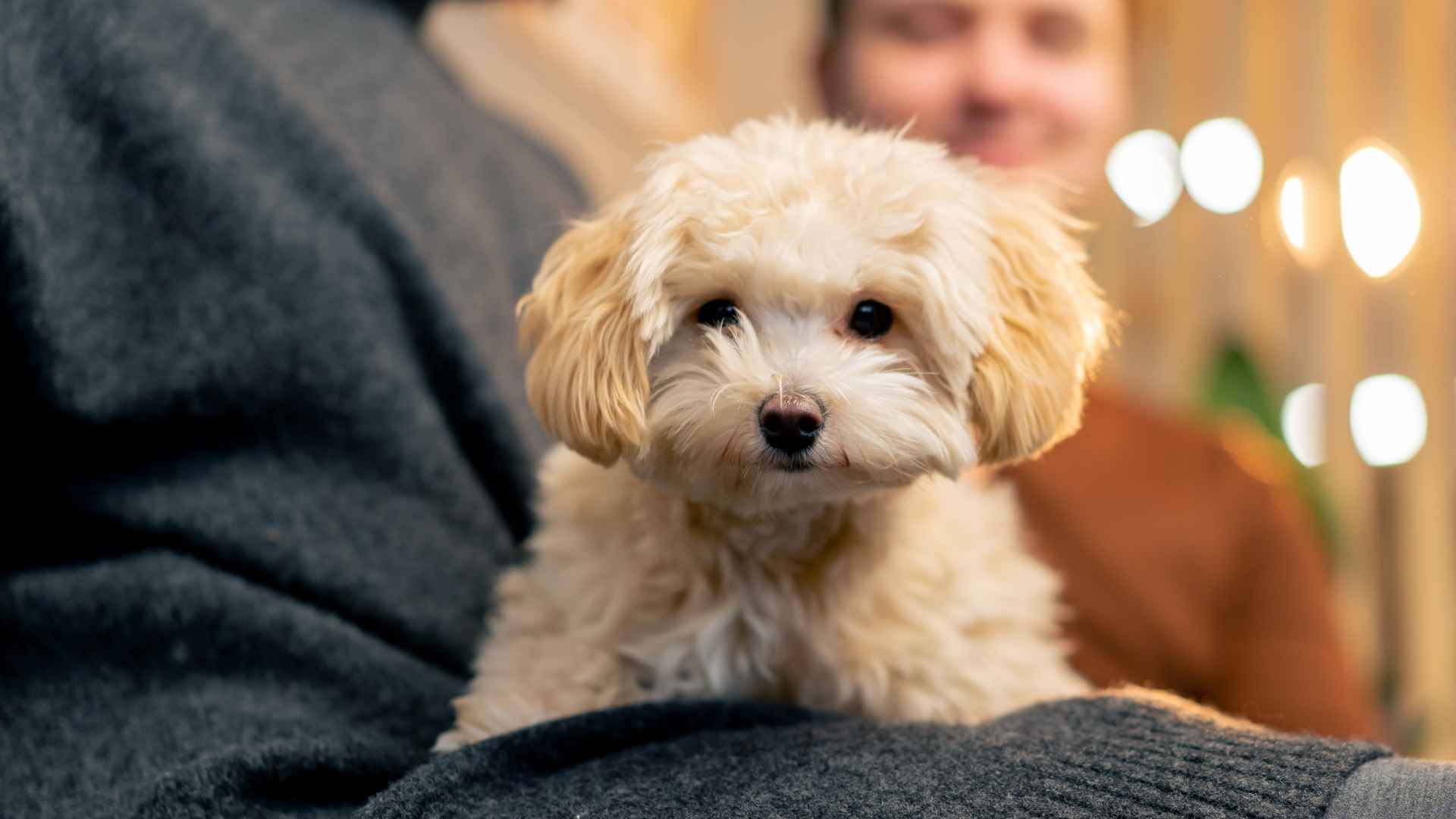 9 Indoor-Friendly Pocket-Sized Dog Breeds That Fit in Your Lap