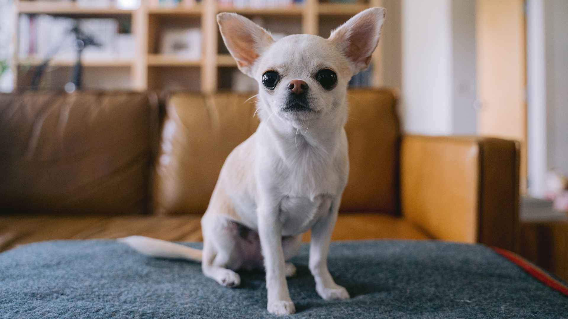9 Indoor-Friendly Tiny Dog Breeds That Won’t Wreck Your Couch