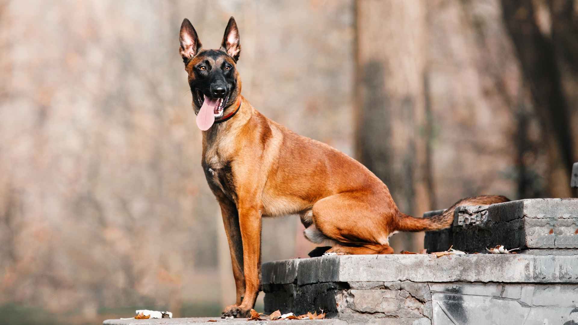 9 Intelligent Guard Dog Breeds That Watch Over You Like Family