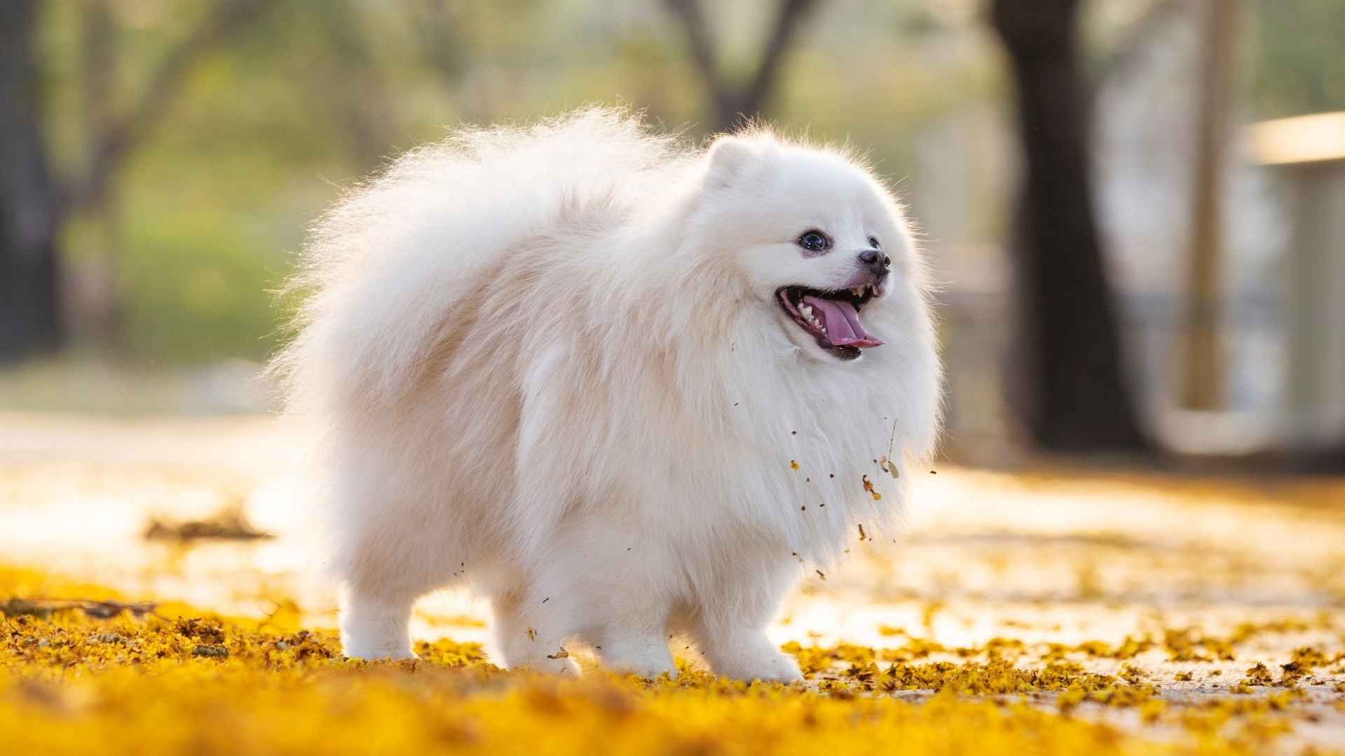9 Japanese Dog Breeds: Blend of Culture, History, and Loyalty