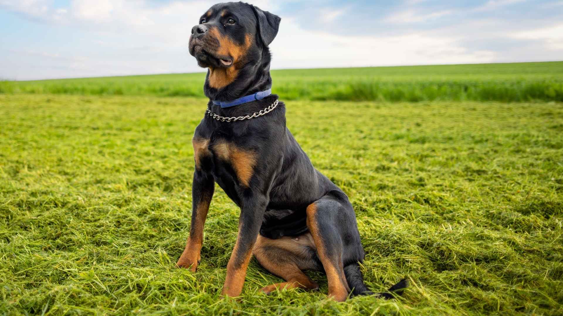 9 Labor-Intensive Dog Breeds That Thrive on Attention and Activity