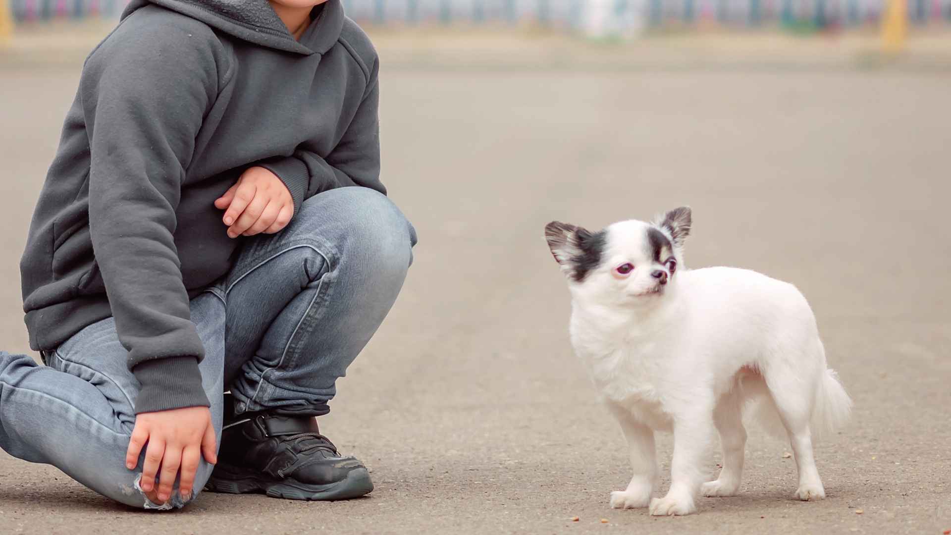 9 Less Tolerant of Children Dog Breeds: Pups to Approach with Care