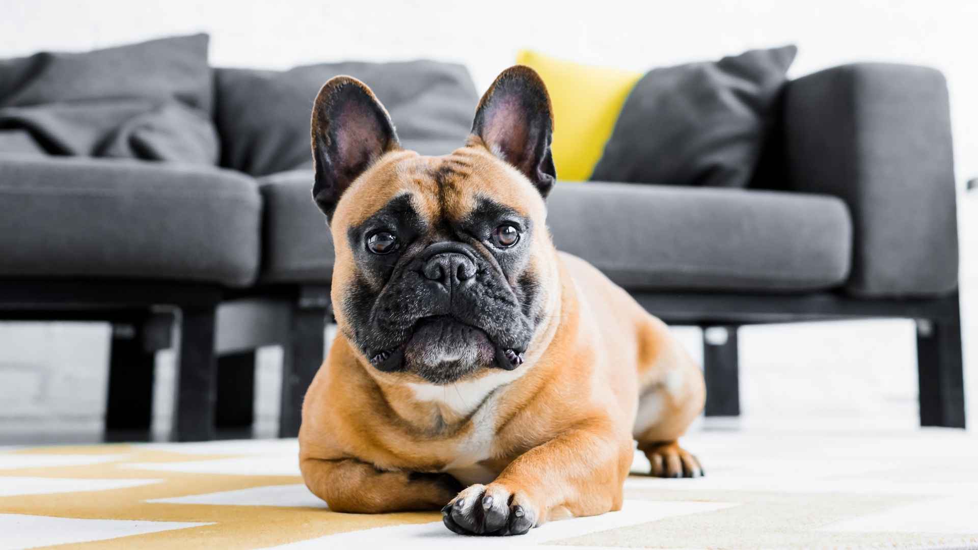 9 Low Energy Dog Breeds for Slow Living & Soft Snuggles
