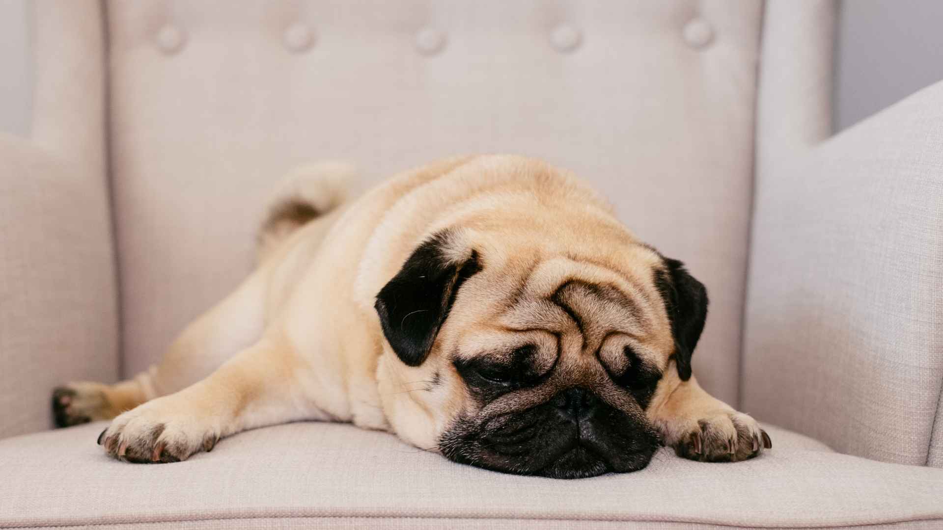 9 Low-Energy Puppy Breeds Perfect for a Chill Lifestyle
