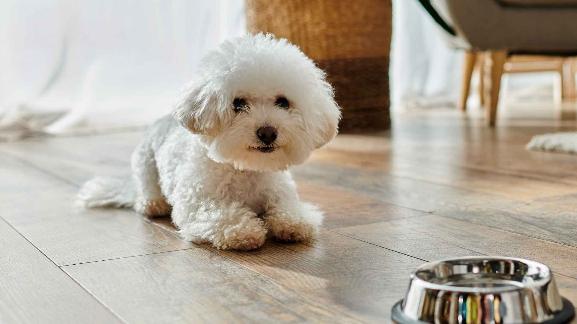 9 Low-Maintenance Puppy Breeds That Are Easy to Love