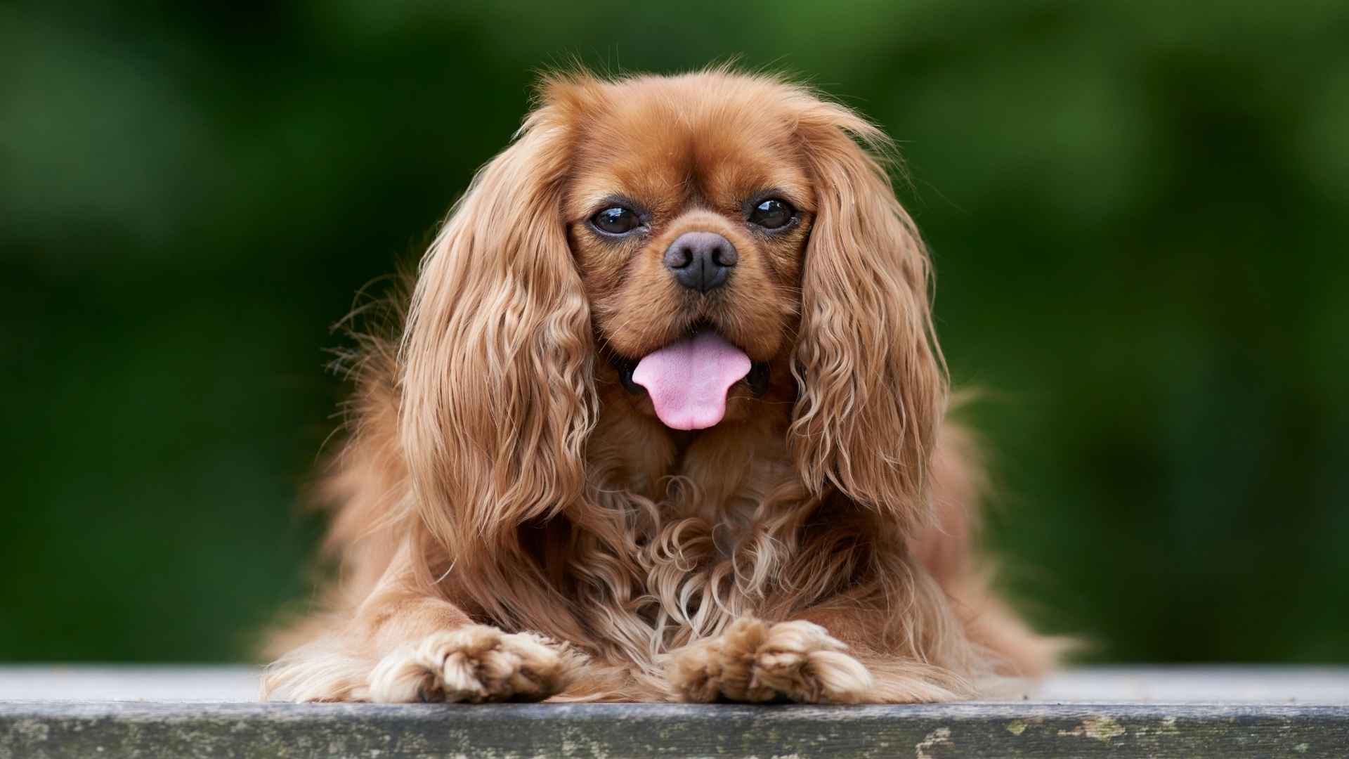 9 Low Reactivity Dog Breeds: The Calm Ones