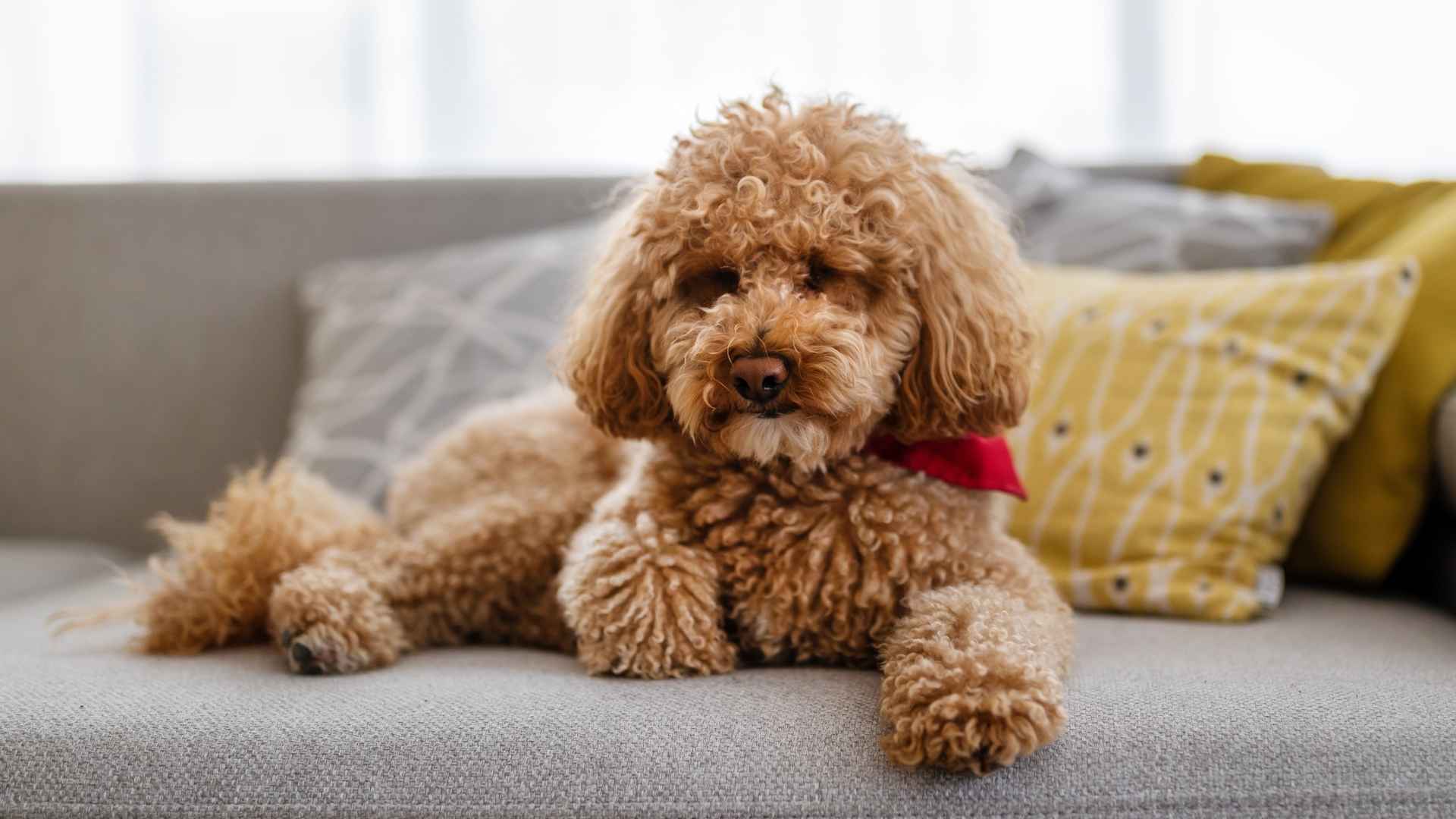 9 Low-Shedding Puppy Breeds That Won’t Leave Hair Everywhere