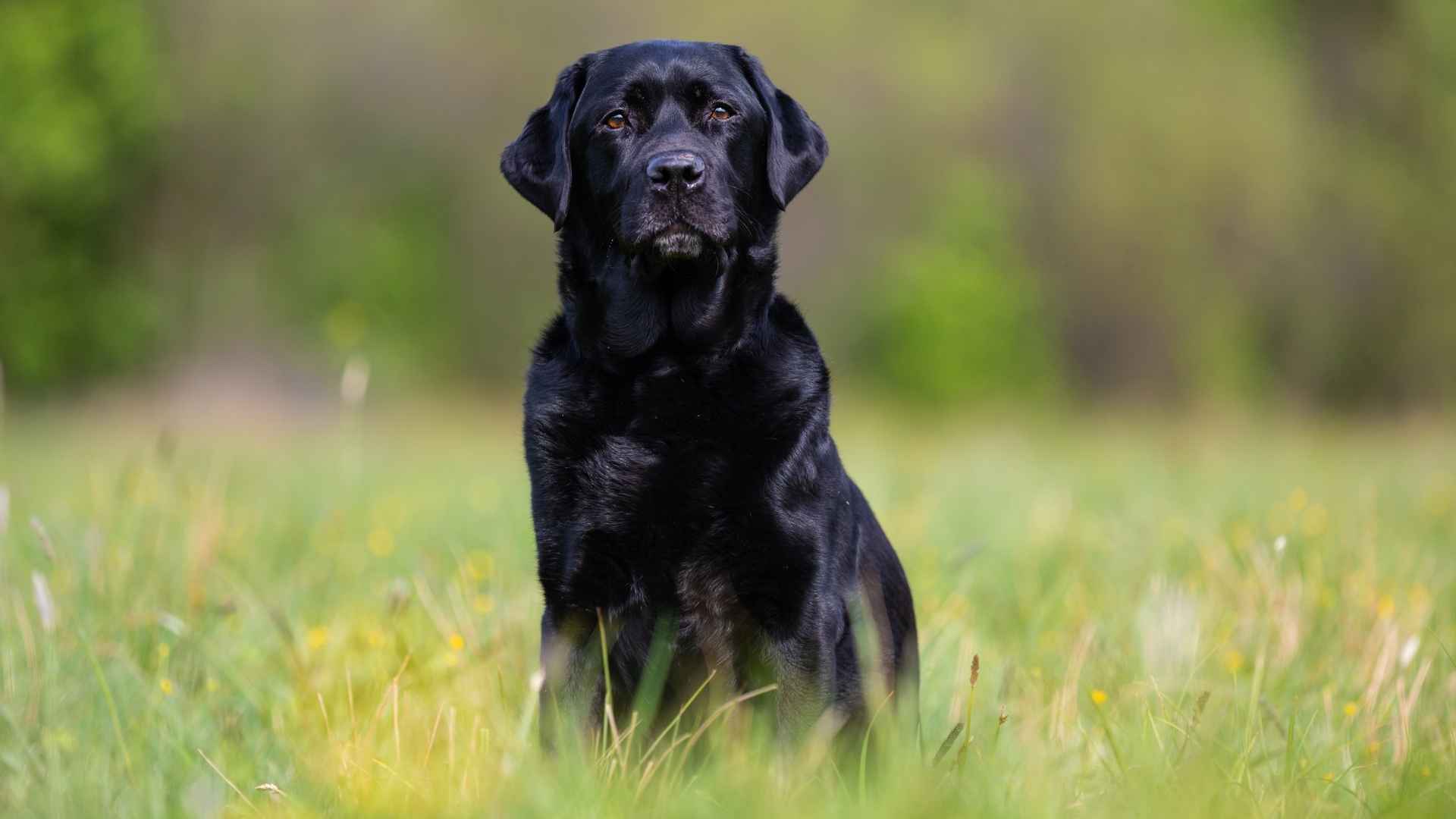 9 Low Unpredictability Dog Breeds That Are Easy to Read and Raise