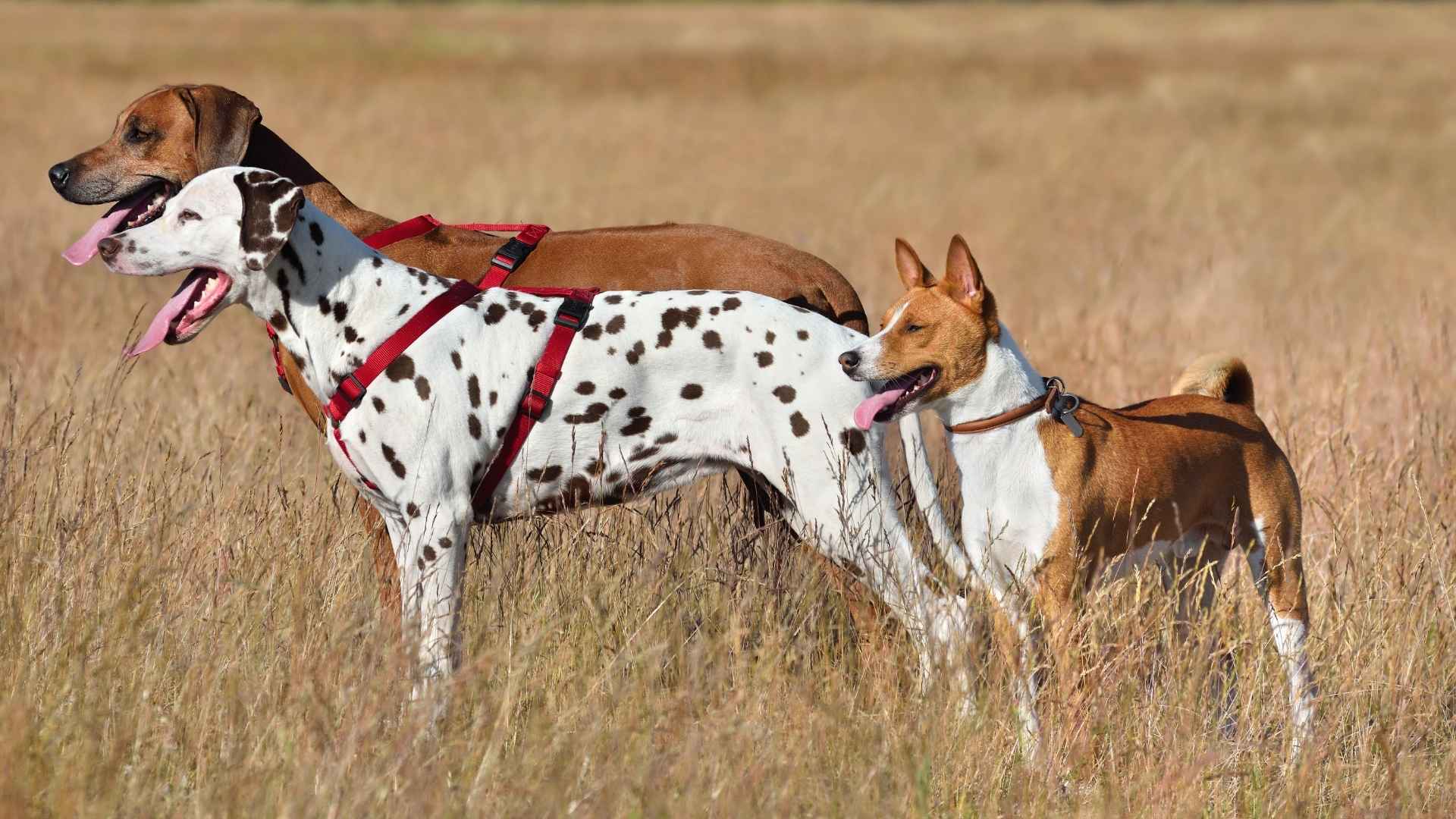9 Loyal Hunting Dog Breeds That Track Game & Win Hearts