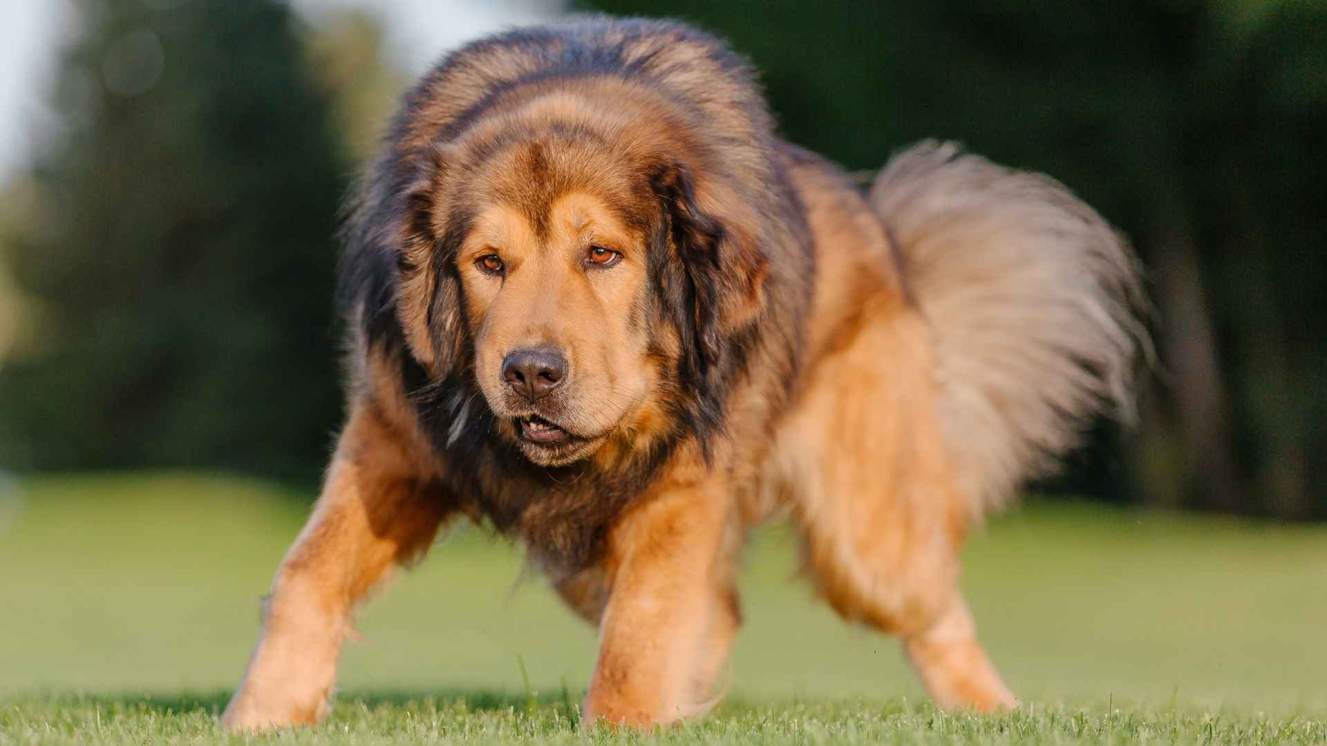 9 Massive Dog Breeds That Are Big on Love (and Size!)