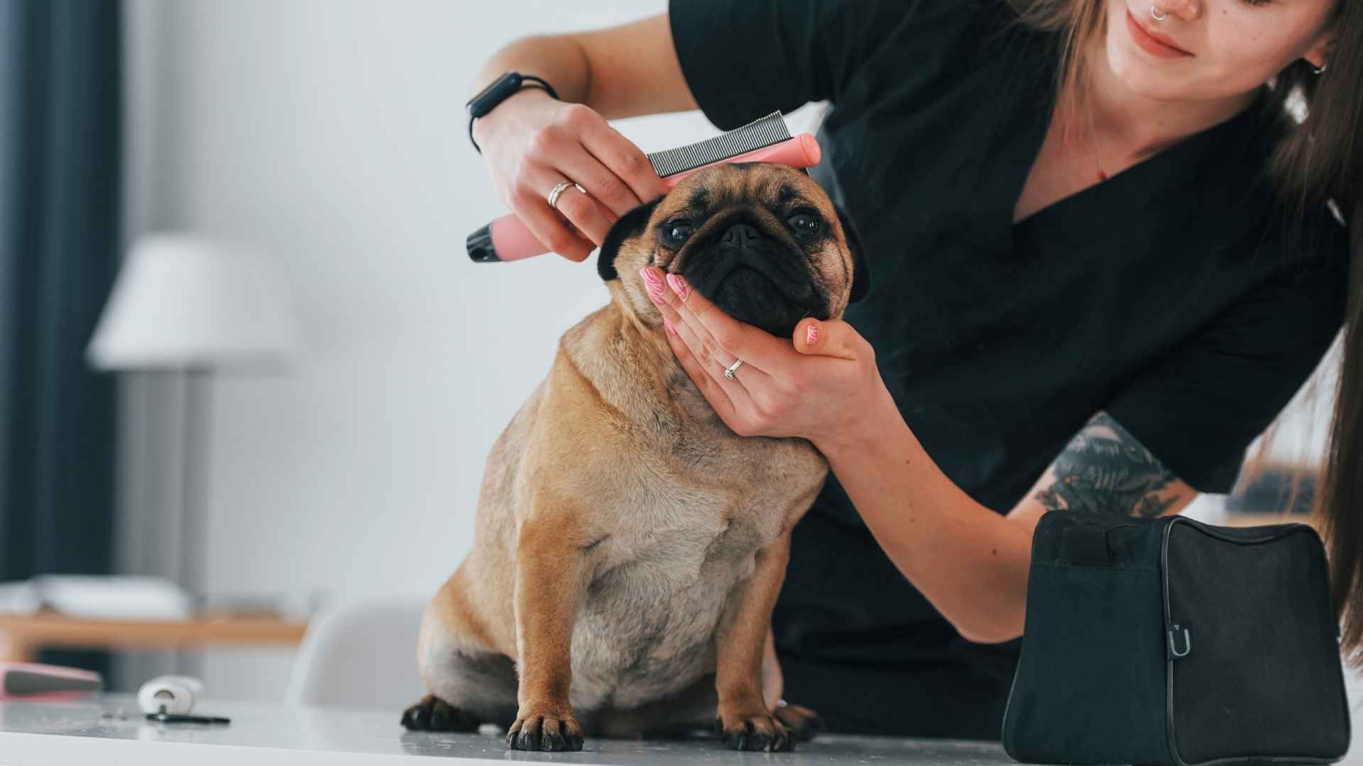 9 Most Affordable Care Dog Breeds That Won’t Drain Your Wallet