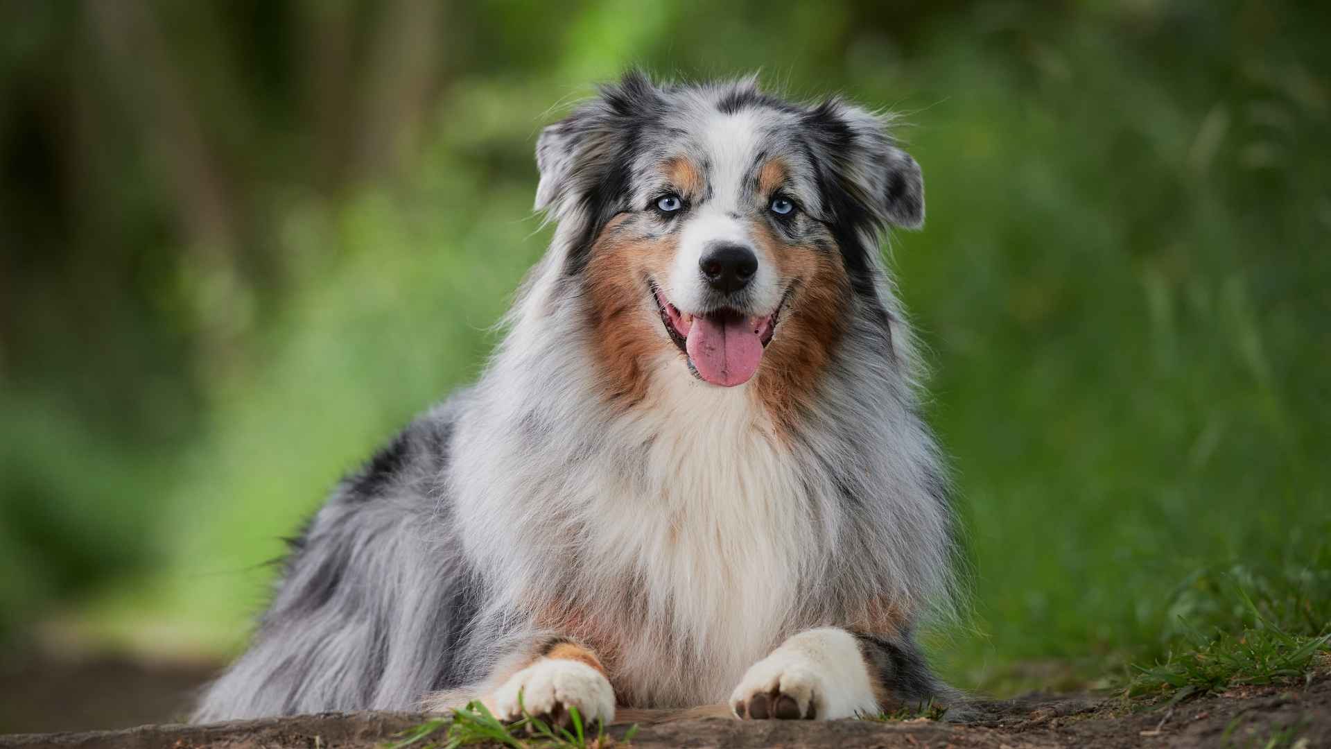 9 Minimal Health Issues Dog Breeds for a Smooth Start