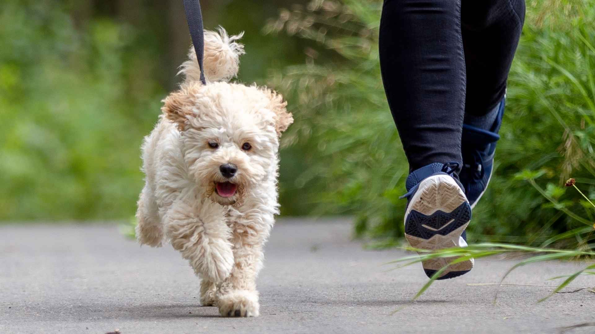 9 Most Adorable Dog Breeds That Make You Smile