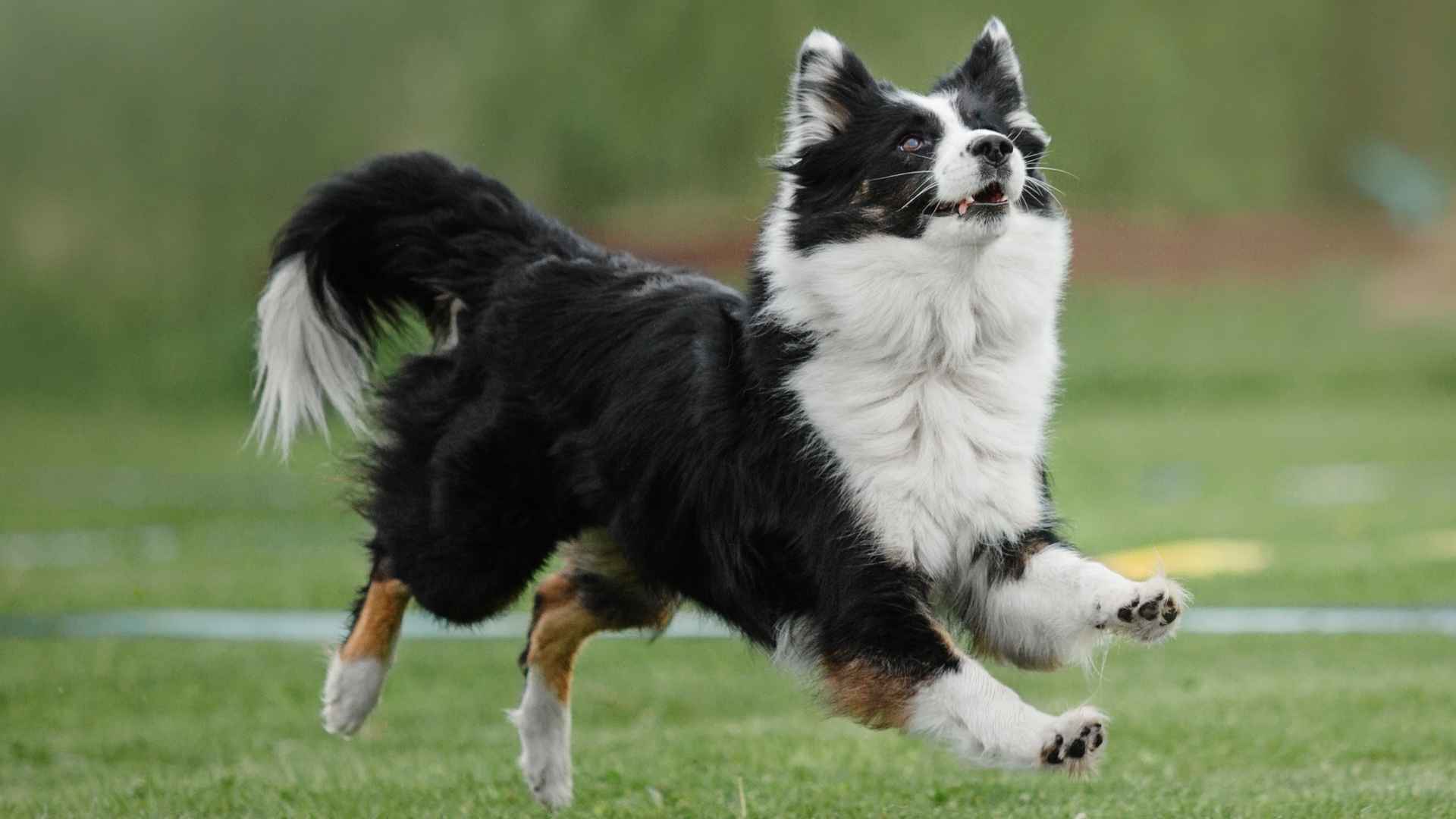 9 Most Agile Dog Breeds That Love to Stay on the Move