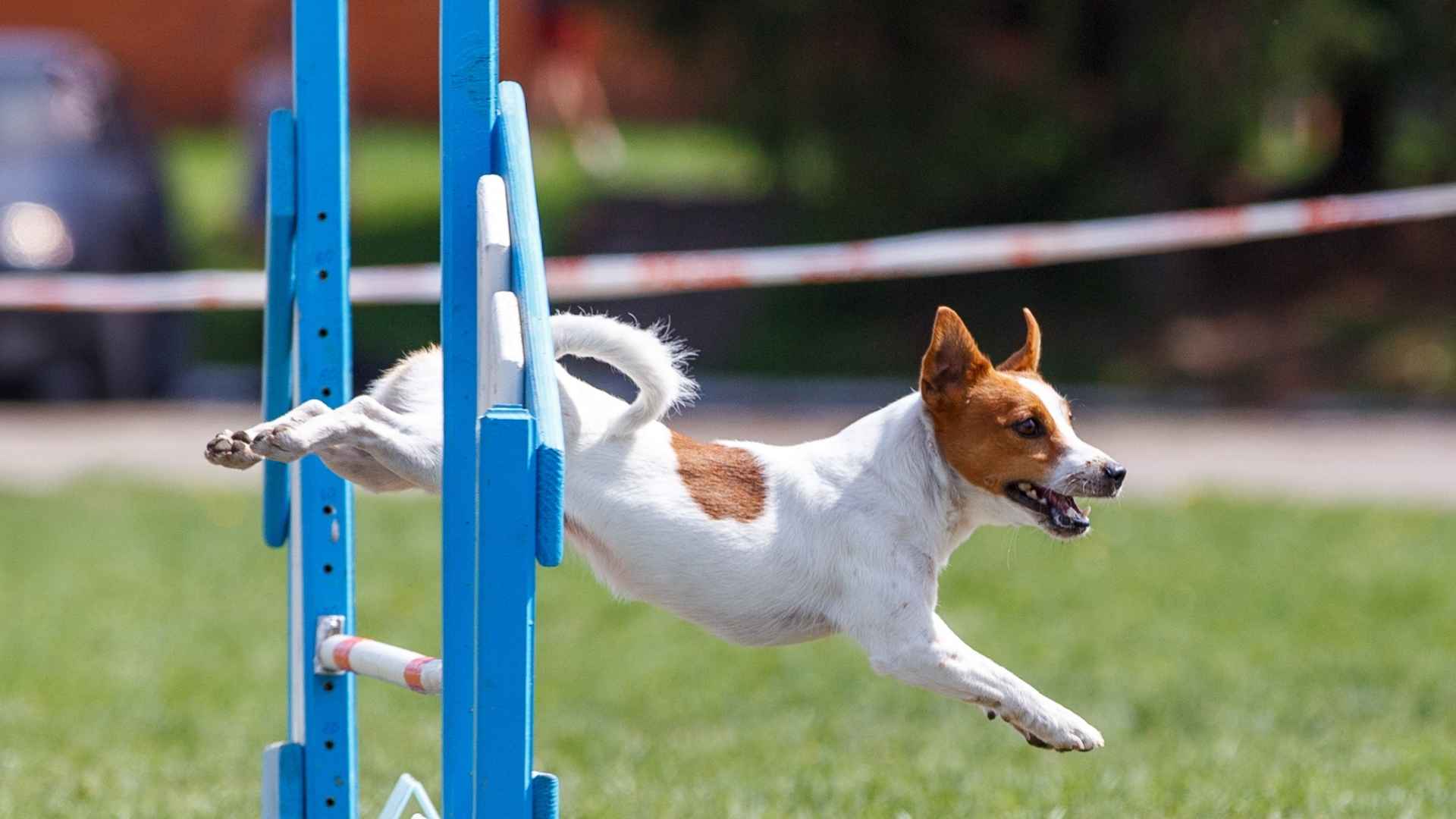 9 Most Agile Hunting Dog Breeds for Active Hunters