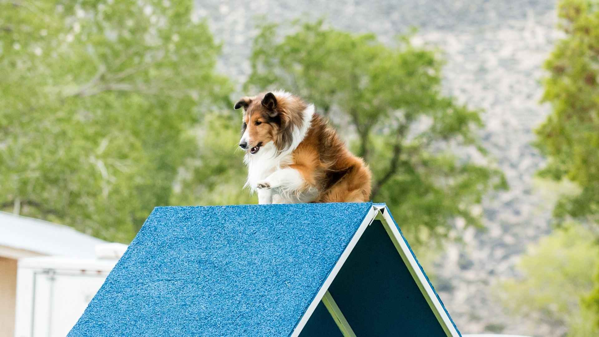9 Most Agile Sporting Dog Breeds for Active Lifestyles: Ready, Set, Run!