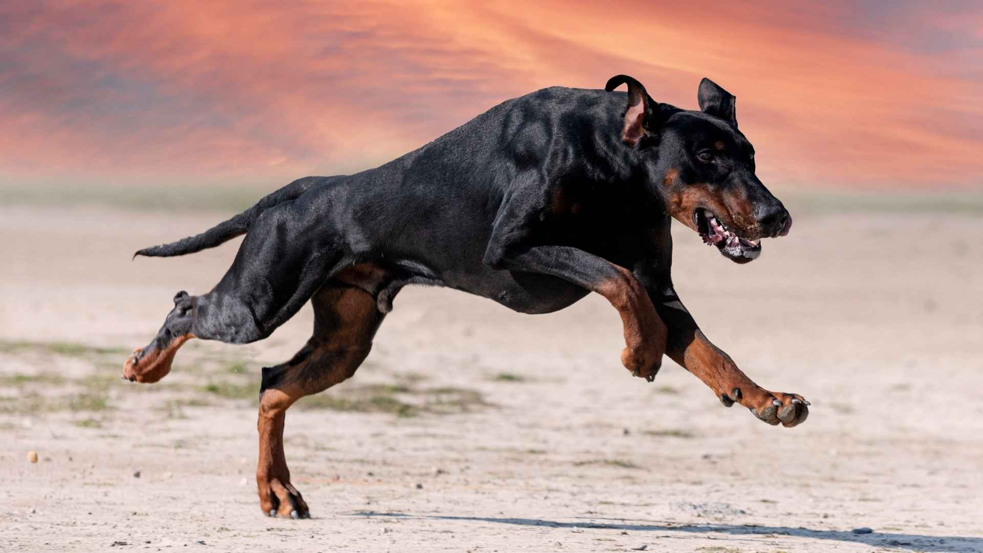 9 Most Bravest Dog Breeds That Stand Strong in Any Situation