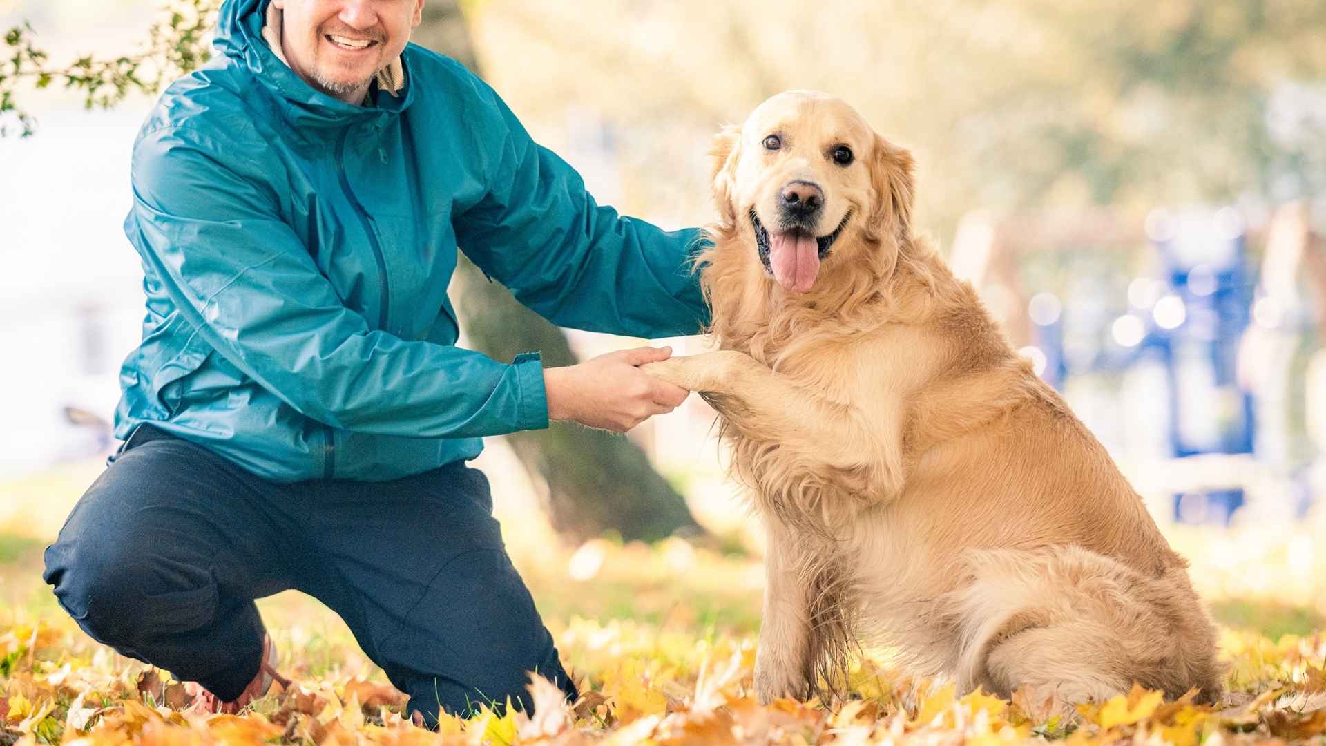 9 Most Devoted Dog Breeds That Will Love You Forever