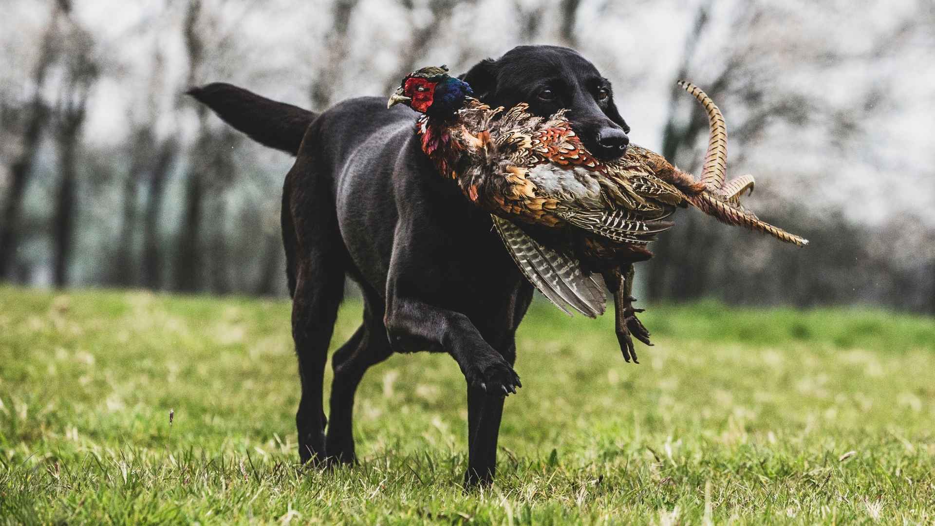 9 Most Devoted Hunting Dog Breeds for Field and Family