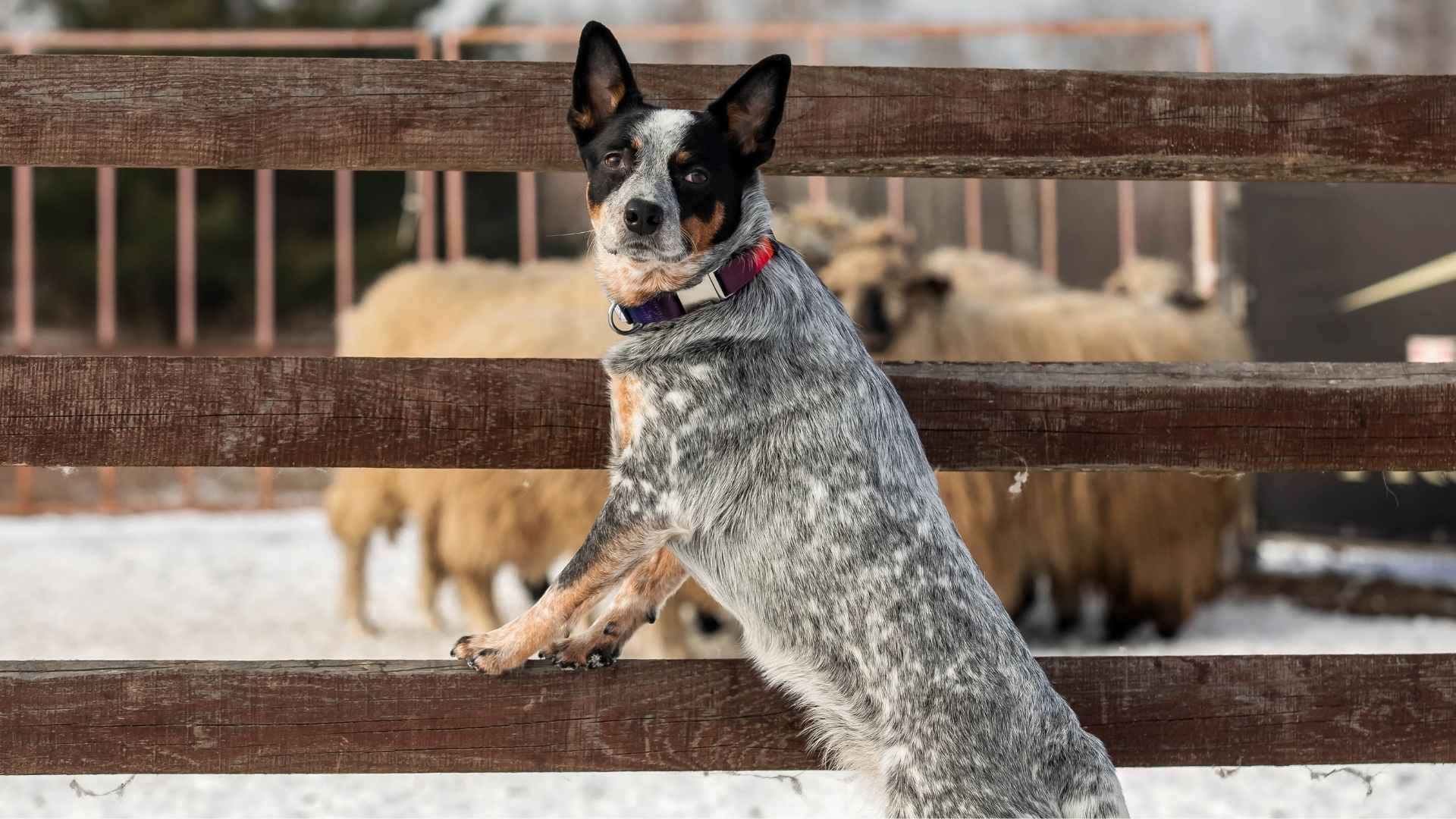 9 Most Devoted Working Dog Breeds with Loyalty and Purpose