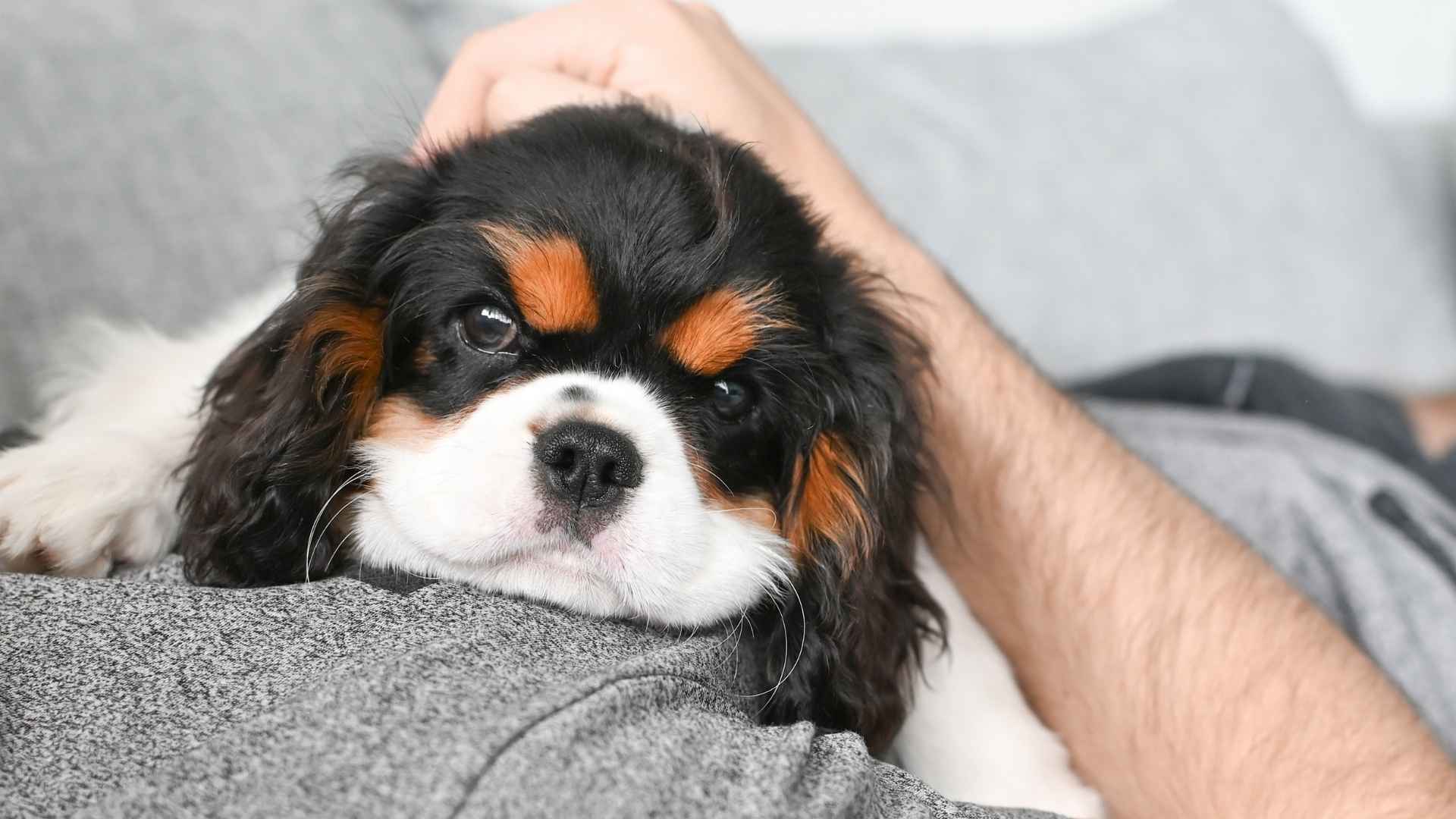 9 Most Emotional Dog Breeds That Bond Deeply with Humans