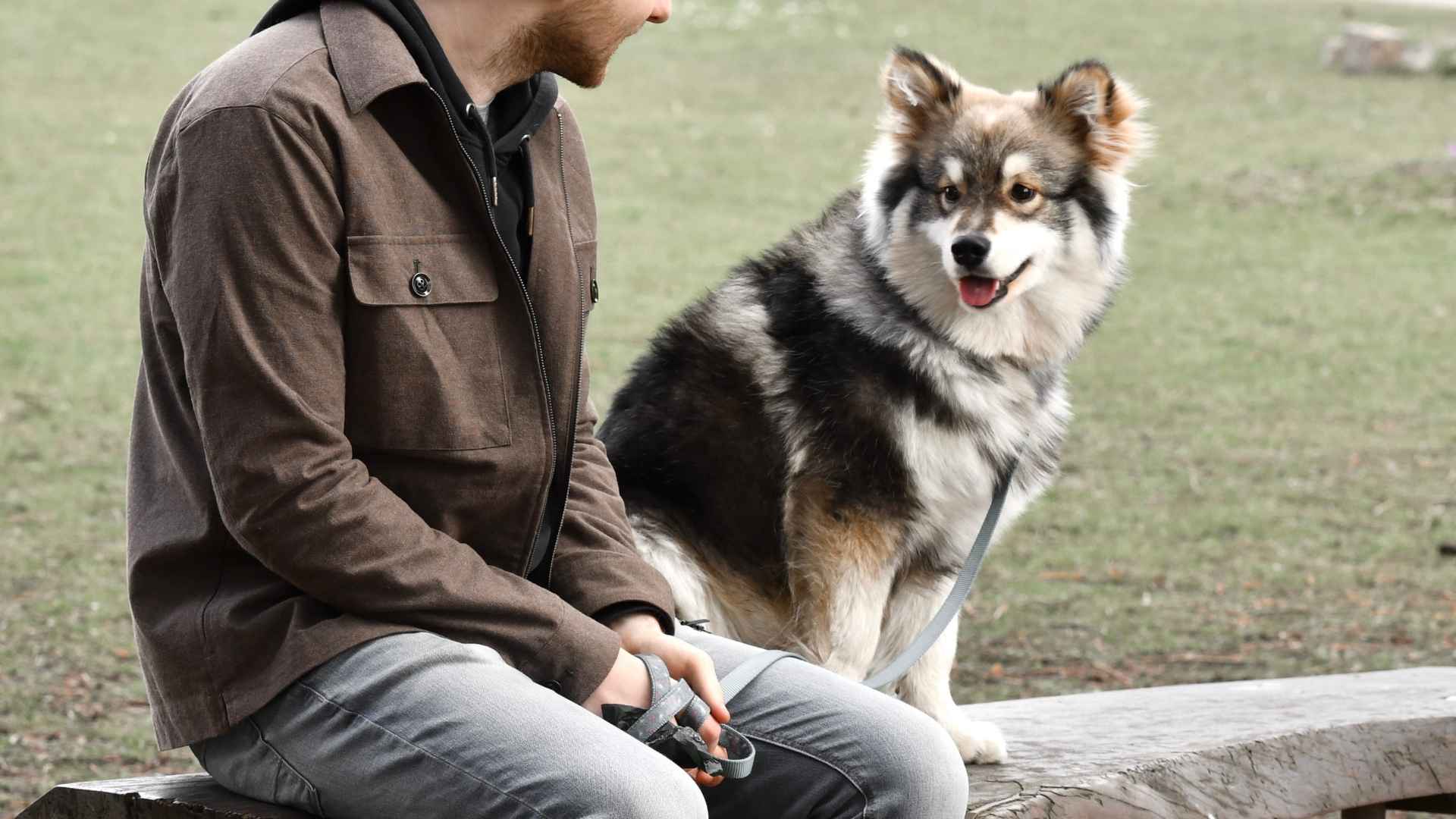 9 Most Friendly Dog Breeds for Social Families