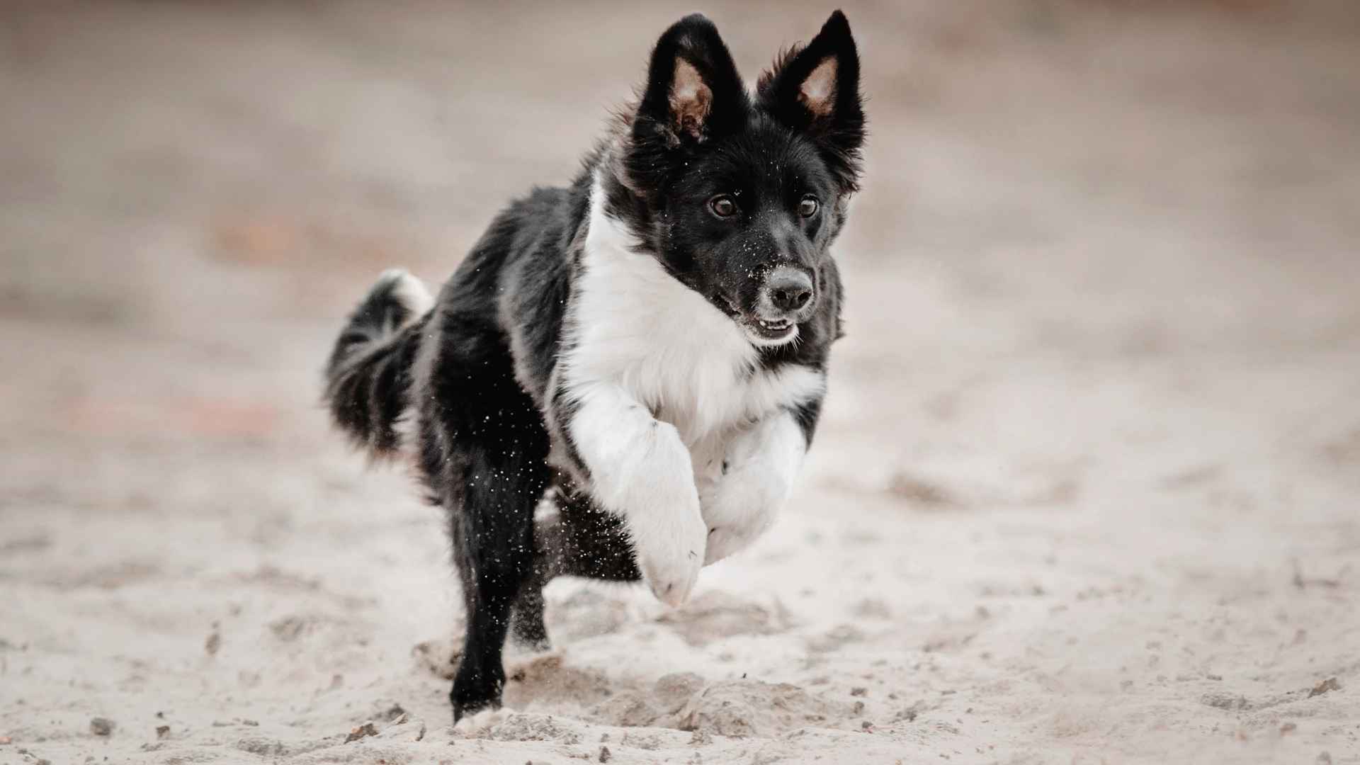 9 Most Hyper Dog Breeds That Just Don't Slow Down