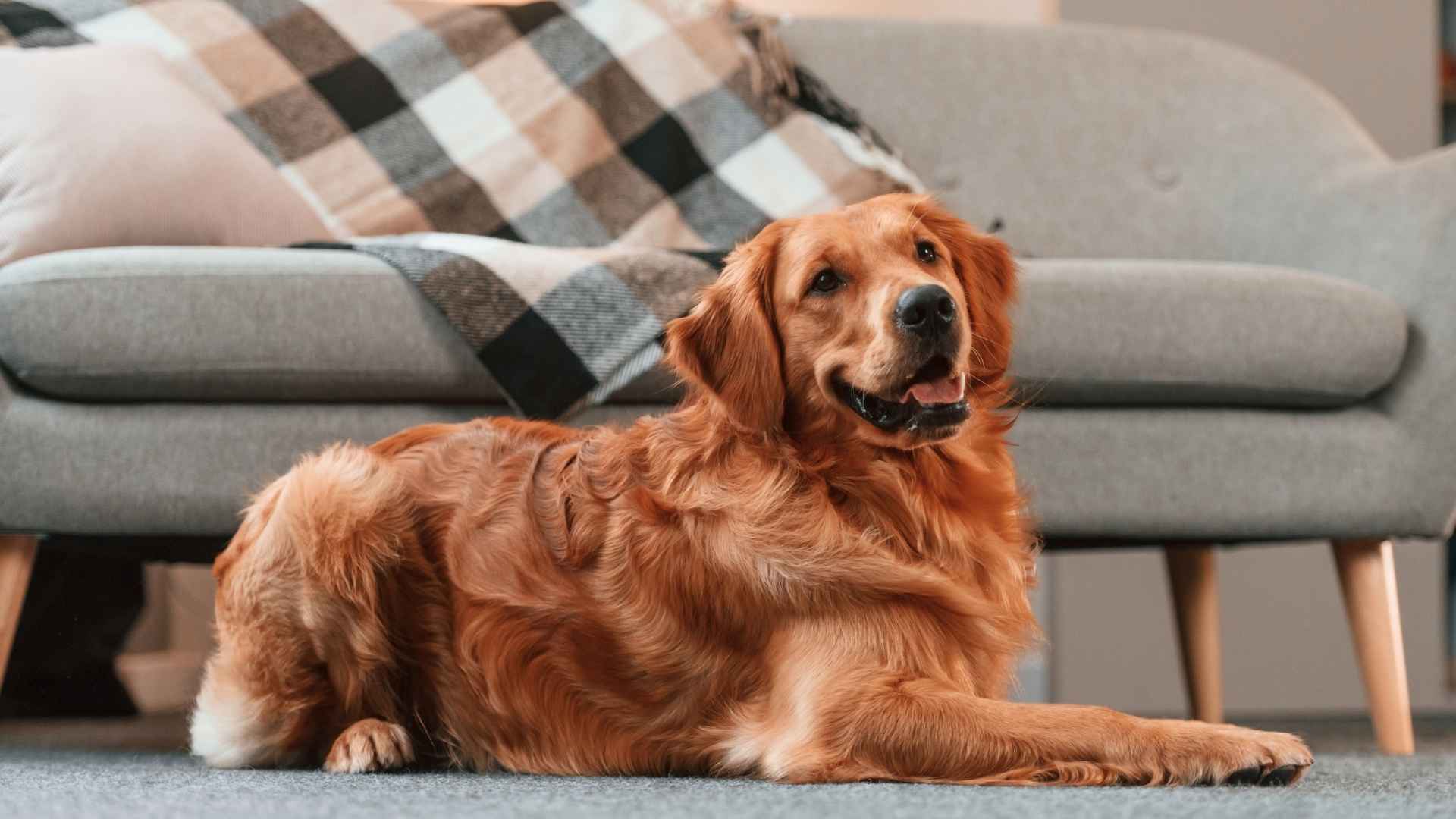 9 Most Loyal Apartment Dog Breeds Devoted Companions for City Living
