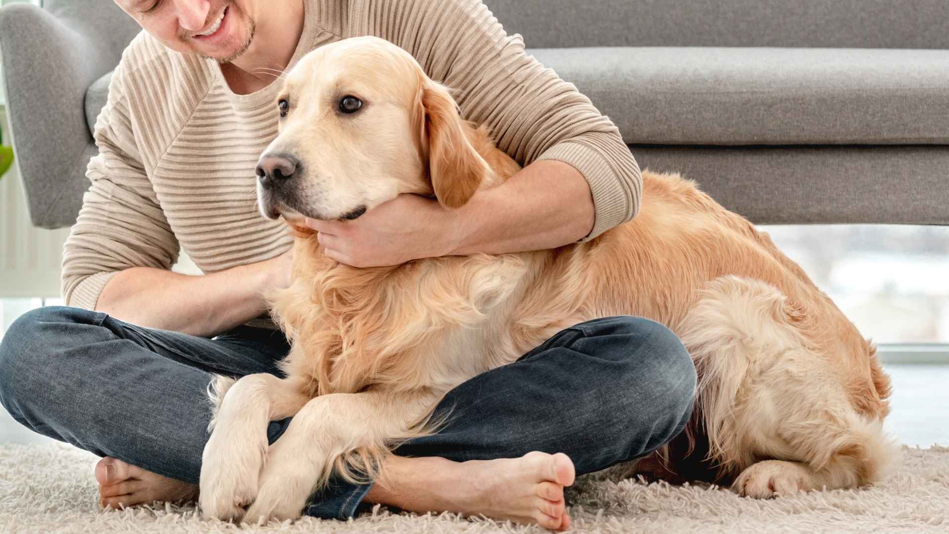 9 Most Loyal Dog Breeds That Will Always Stand by You
