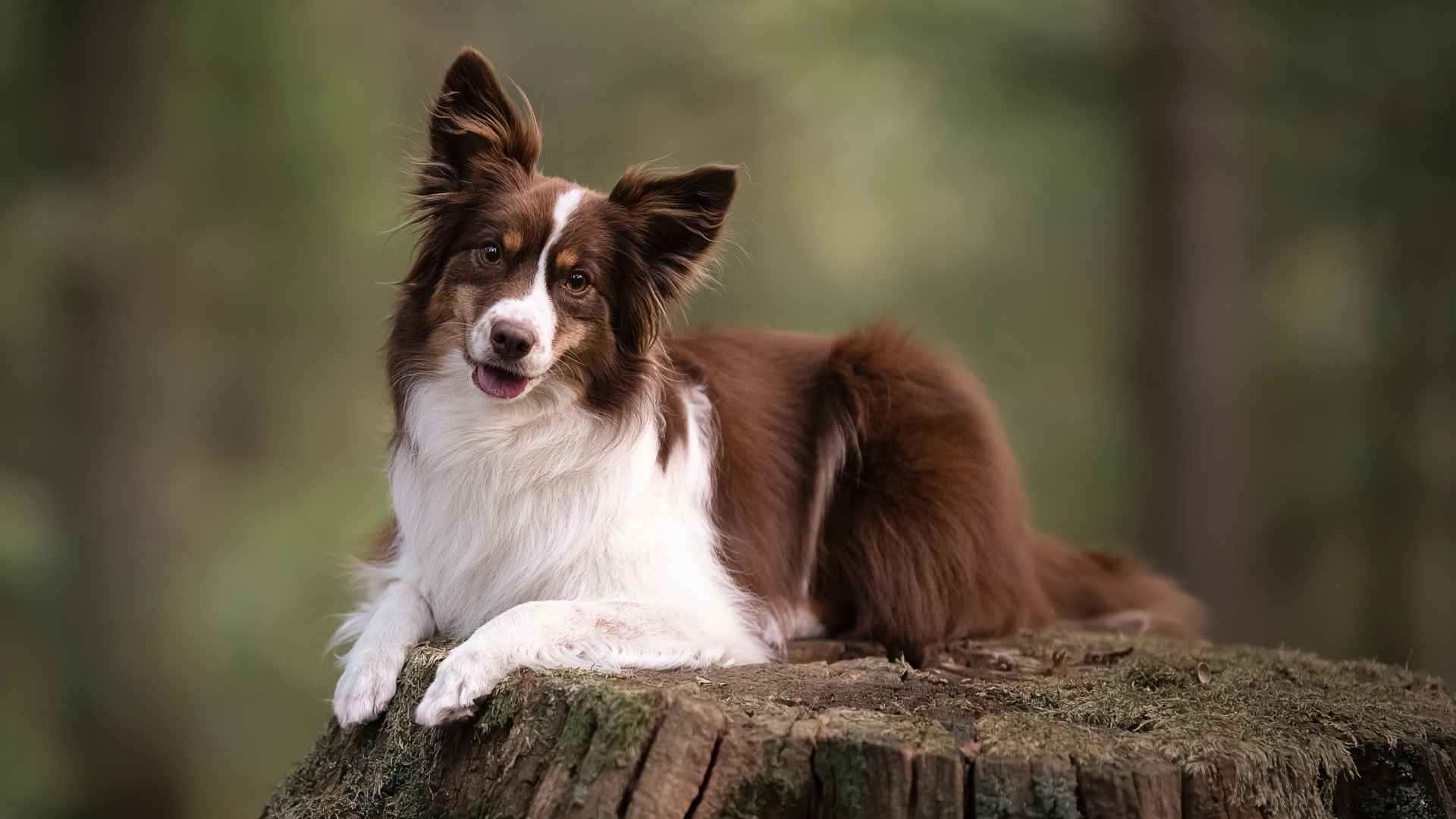 9 Most Modern Dog Breeds Everyone’s Talking About