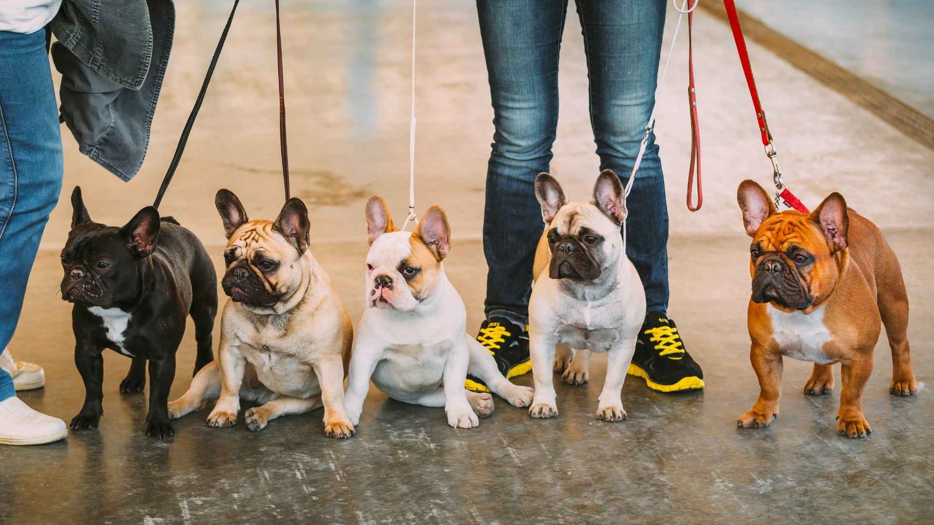 9 Most Popular Dog Breeds in the US