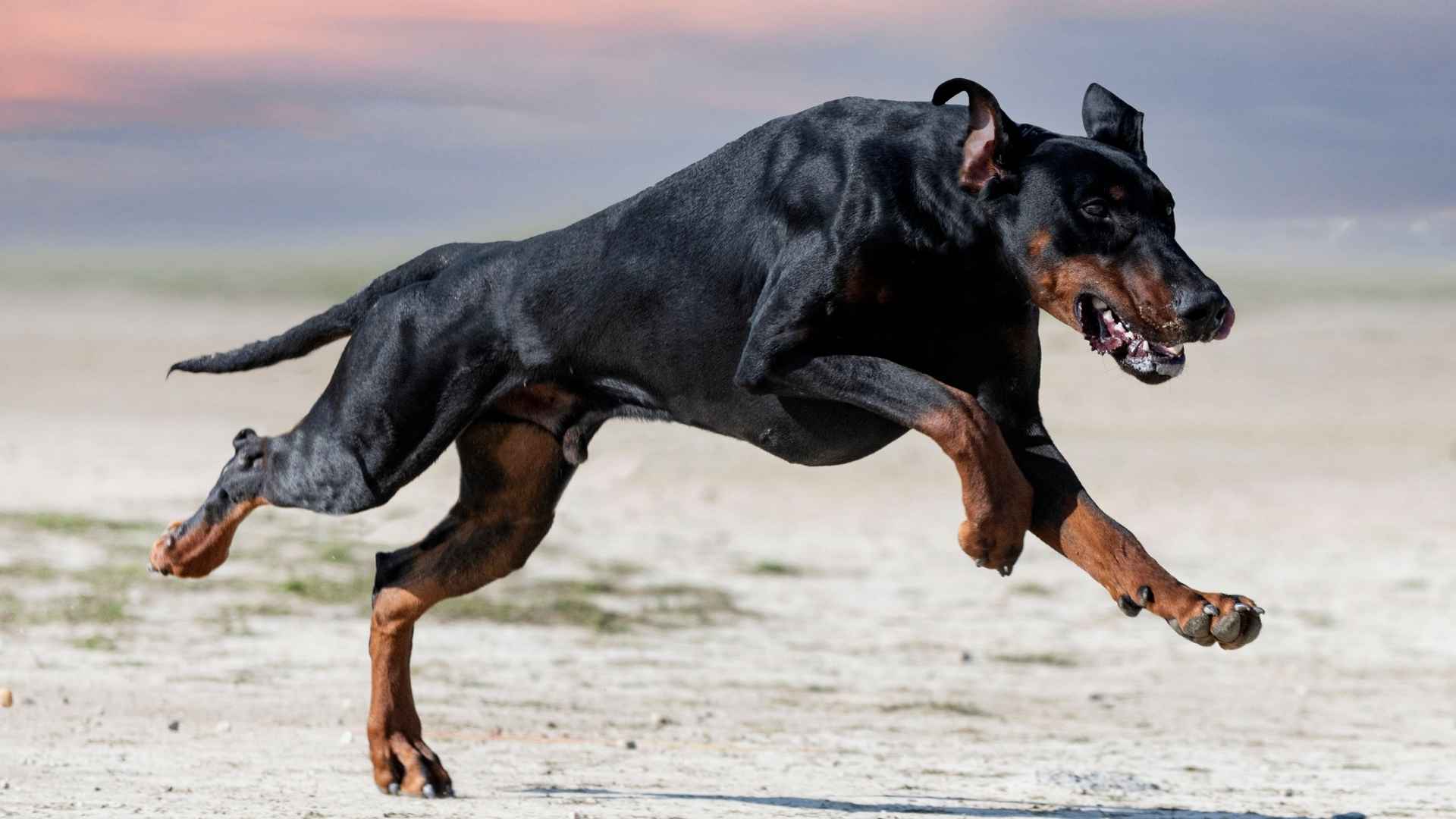 9 Most Powerful Dog Breeds Born to Protect & Guard