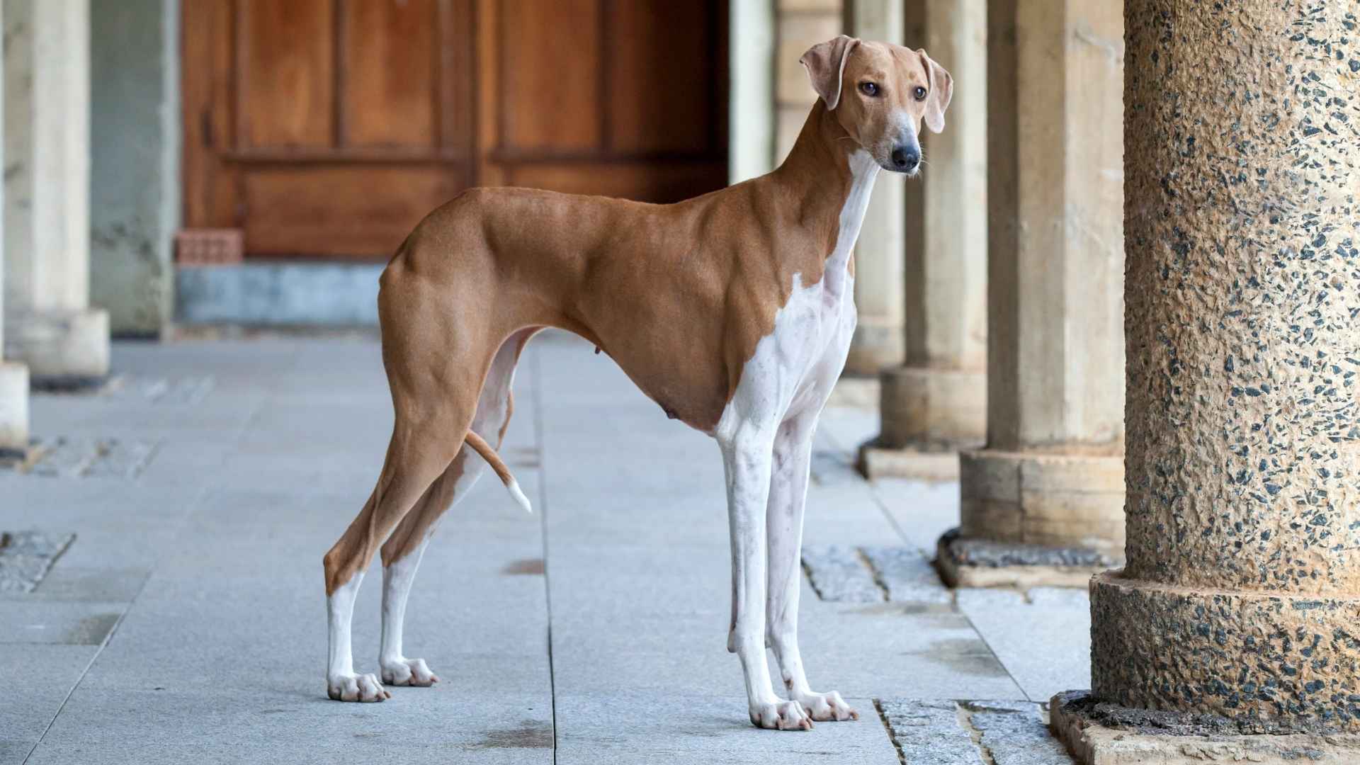 9 Most Rare Dog Breeds: The Hidden Gems of the Canine World